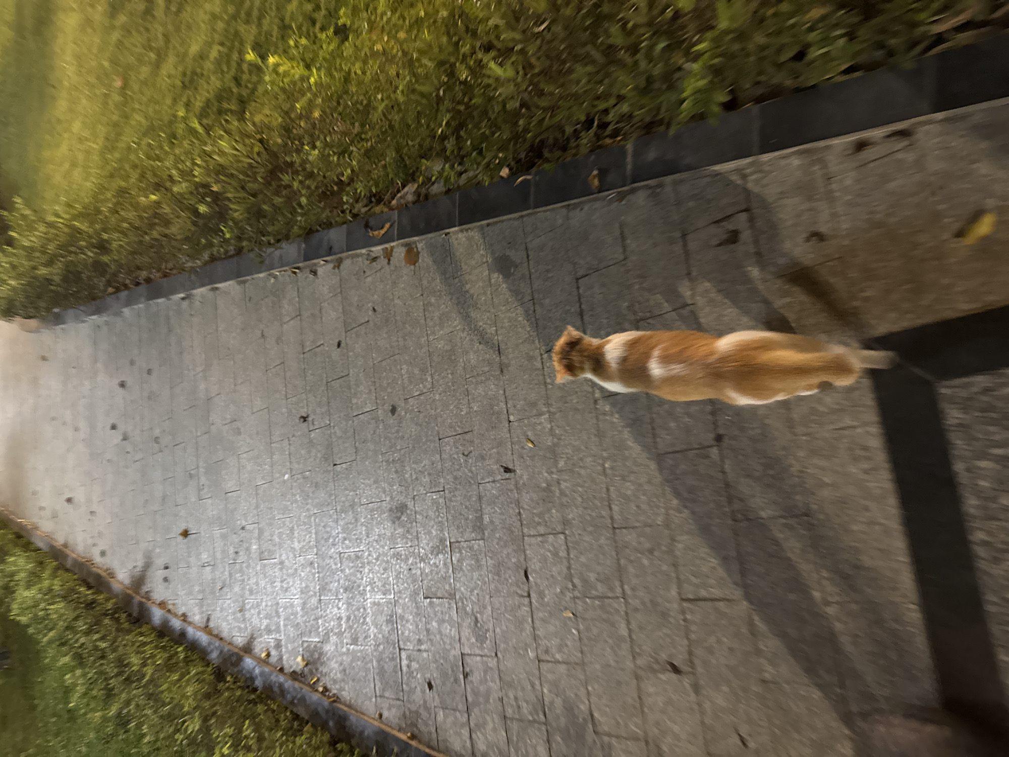 An orange and white cat walks on a gray brick sidewalk, with green bushes bordering the sidewalk. The scene is lit by dim artificial light.