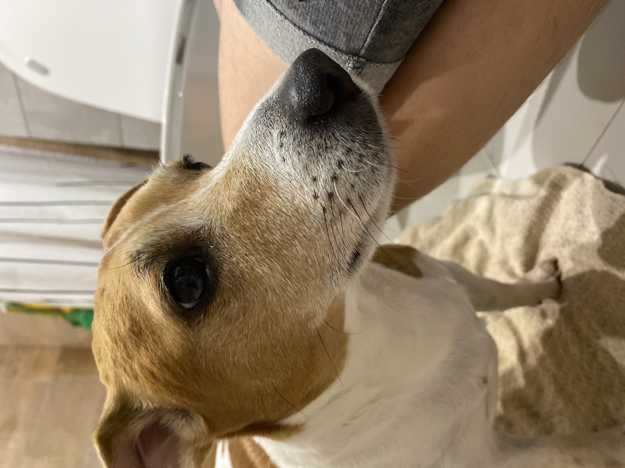 A close-up, canted view captures a Jack Russell Terrier dog from a low angle. The dog's head is predominantly in the foreground, featuring its brown and white fur, dark eye, and black nose with visible whiskers. To the right of the dog's head, a light-skinned human arm is visible. The arm is clothed with gray fabric. Beneath the dog, there's a tan-colored, possibly textured blanket or towel. In the blurred background, a white object, perhaps a toilet and a white tiled wall, suggests an indoor bathroom setting.
There is no information to identify this image as coming from Chaikovsky, Russia.