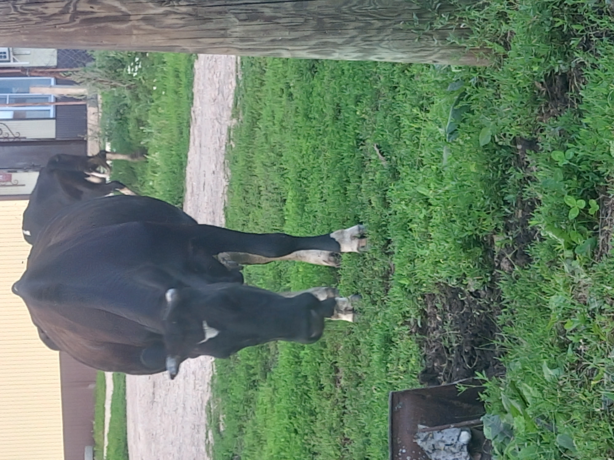 The image depicts a black and white cow standing in a grassy area. The cow is facing towards the viewer, with its head lowered as if grazing. Its body is mostly black with some white markings on its face and legs. The background shows a sandy path, a building with yellow siding, and a wooden pole. There is also another cow visible in the background, further away. The environment appears to be rural or semi-rural. The image was taken in the city of Степное Яниково, Russia.
