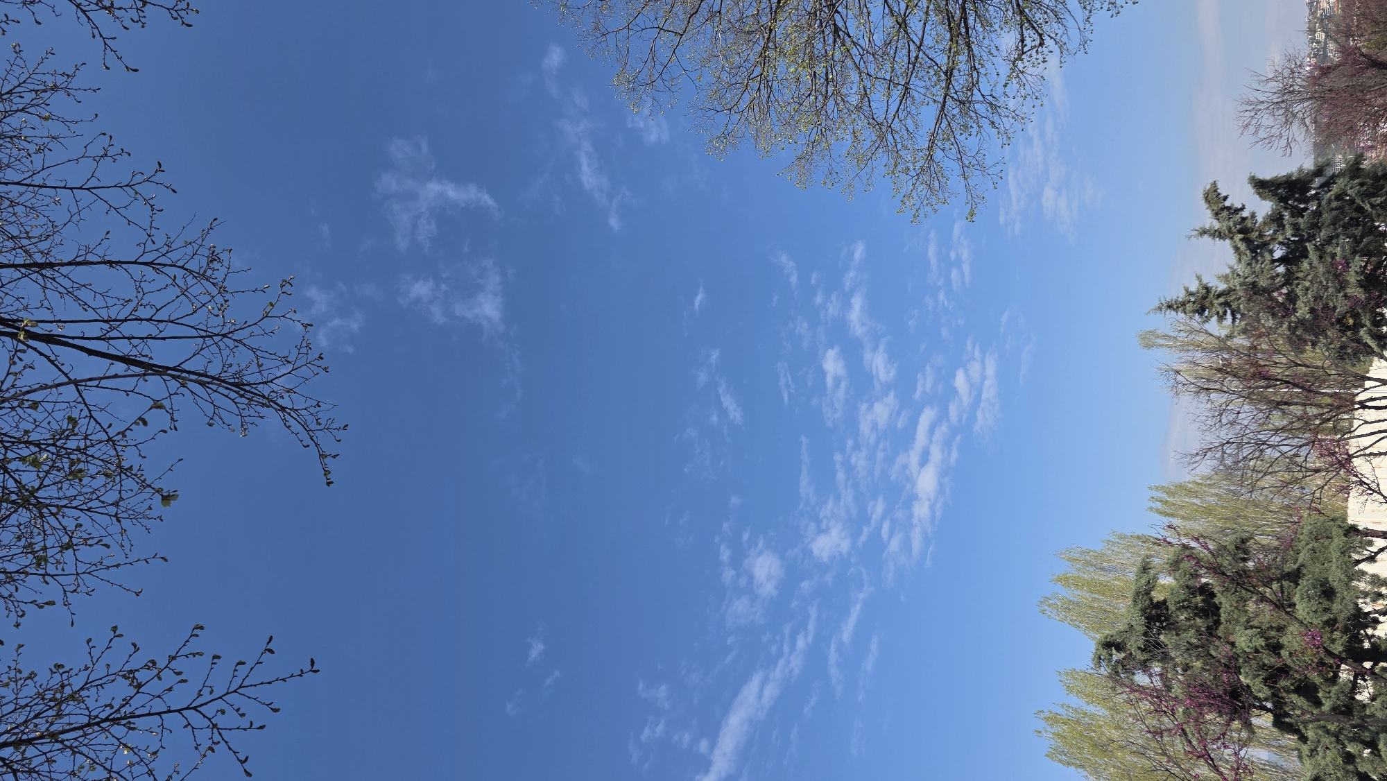 The image shows a view of the sky with trees framing the shot. The sky is blue with sparse, scattered white clouds. The trees are located in the park in Blagoevgrad, Bulgaria. Some of the trees on the left are bare with only small buds, while the trees on the right have more foliage, including evergreens.