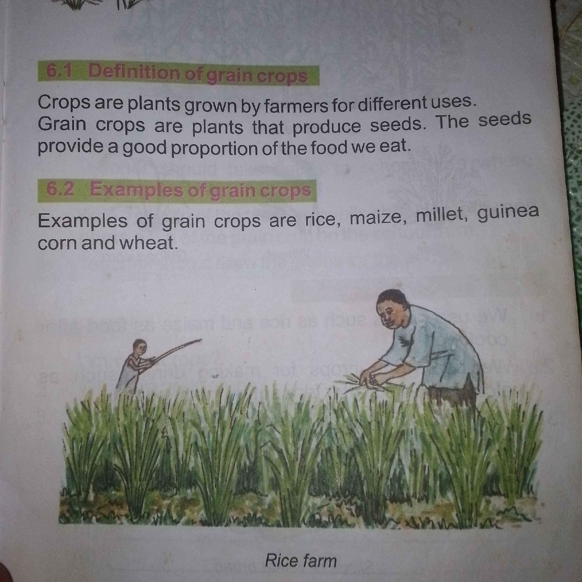 The image is a scan of a page from a book, depicting text and an illustration. The text discusses "grain crops" and their definition and examples. Specifically, section 6.1 defines grain crops as plants grown by farmers for different uses, and section 6.2 lists examples such as rice, maize, millet, guinea corn, and wheat.
Below the text, there is a colored illustration of a "Rice farm." The illustration shows a green field of rice stalks with two figures in the foreground. One figure, on the left, is bent over, appearing to harvest the rice with a tool. The other figure, on the right, is also bent over and engaged in a similar activity. The figures are depicted in a simplified, illustrative style. The text at the bottom of the image clearly labels the illustration as "Rice farm."
The image is presented as a flat, two-dimensional representation. There is no information about the location within a city or any specific geographical details beyond it being a rice farm.