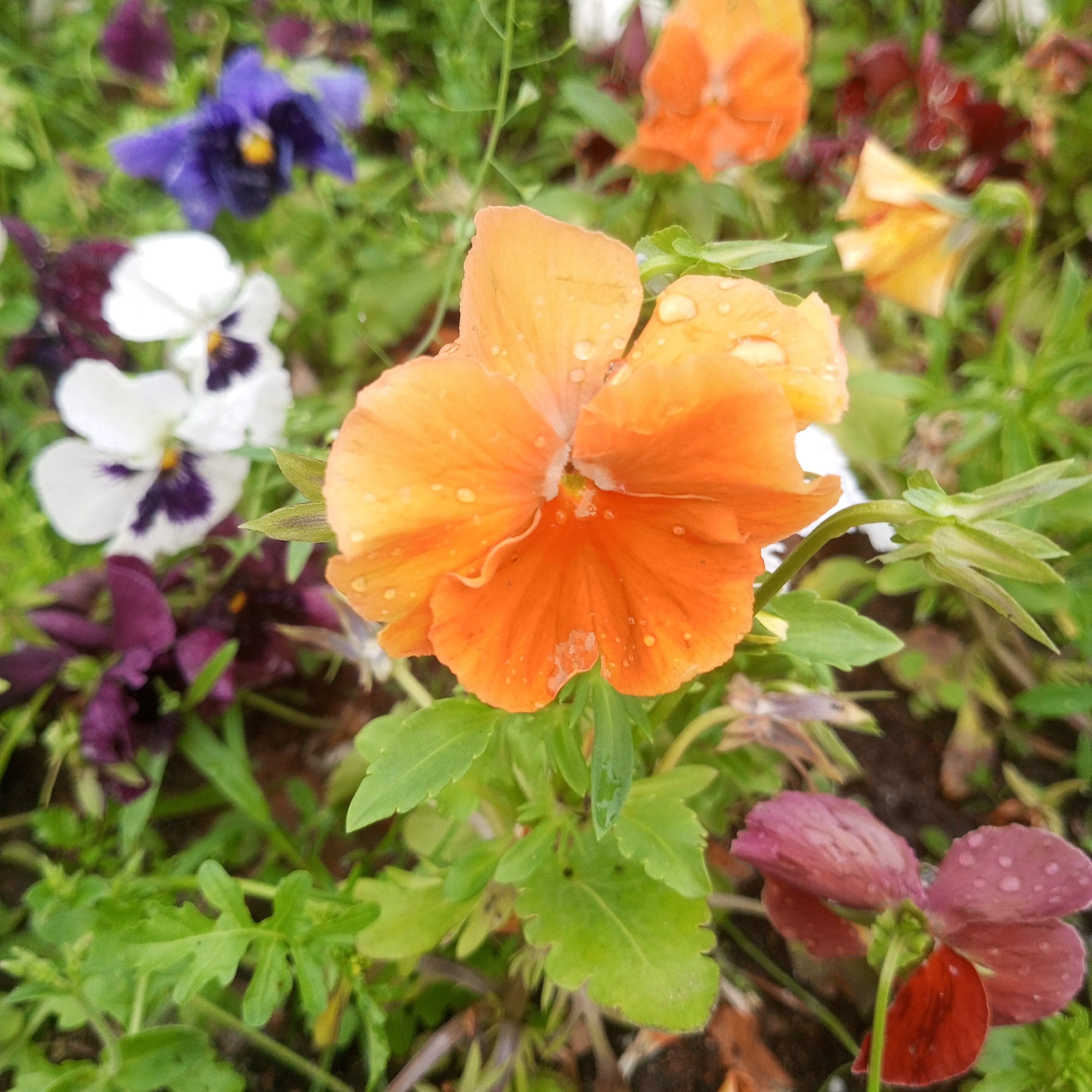 The image shows a close-up view of several pansy flowers in a garden. The foreground is dominated by a large, orange pansy with water droplets on its petals. Behind it, there are other pansies of various colors, including white, purple, and yellow, as well as some darker, reddish-purple blooms. The flowers are surrounded by green foliage and some brown soil. The lighting suggests it might be an overcast day, as there are no harsh shadows. The scene depicts a naturalistic setting, likely a garden bed. There is no indication of a specific location within the city of Moscow, Russia.