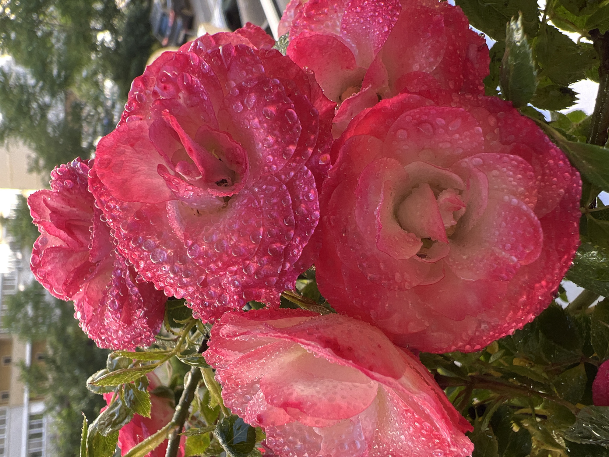 The image presents a close-up view of a cluster of vibrant pink and white flowers, heavily covered in glistening water droplets. The flowers, which resemble roses or similar large, multi-petaled blossoms, exhibit a color gradient from deep fuchsia at the petal edges to a softer, almost white shade towards their centers. Each petal is adorned with numerous tiny, spherical water droplets that catch and reflect the light, creating a sparkling, textured appearance.
Interspersed among the blossoms are lush green leaves and stems, also bearing a fine layer of water droplets, reinforcing the sense of freshness. The background is softly blurred, revealing out-of-focus green foliage, likely trees, and indistinct structures of a light-colored building, suggesting an outdoor setting such as a garden, balcony, or urban park in Krasnodar, Russia. The bright and clear highlights on the water droplets indicate the presence of soft, direct light, possibly from the early morning sun or late afternoon. The scene evokes a feeling of natural beauty, tranquility, and recent watering or morning dew. There is no visible text in the media file.