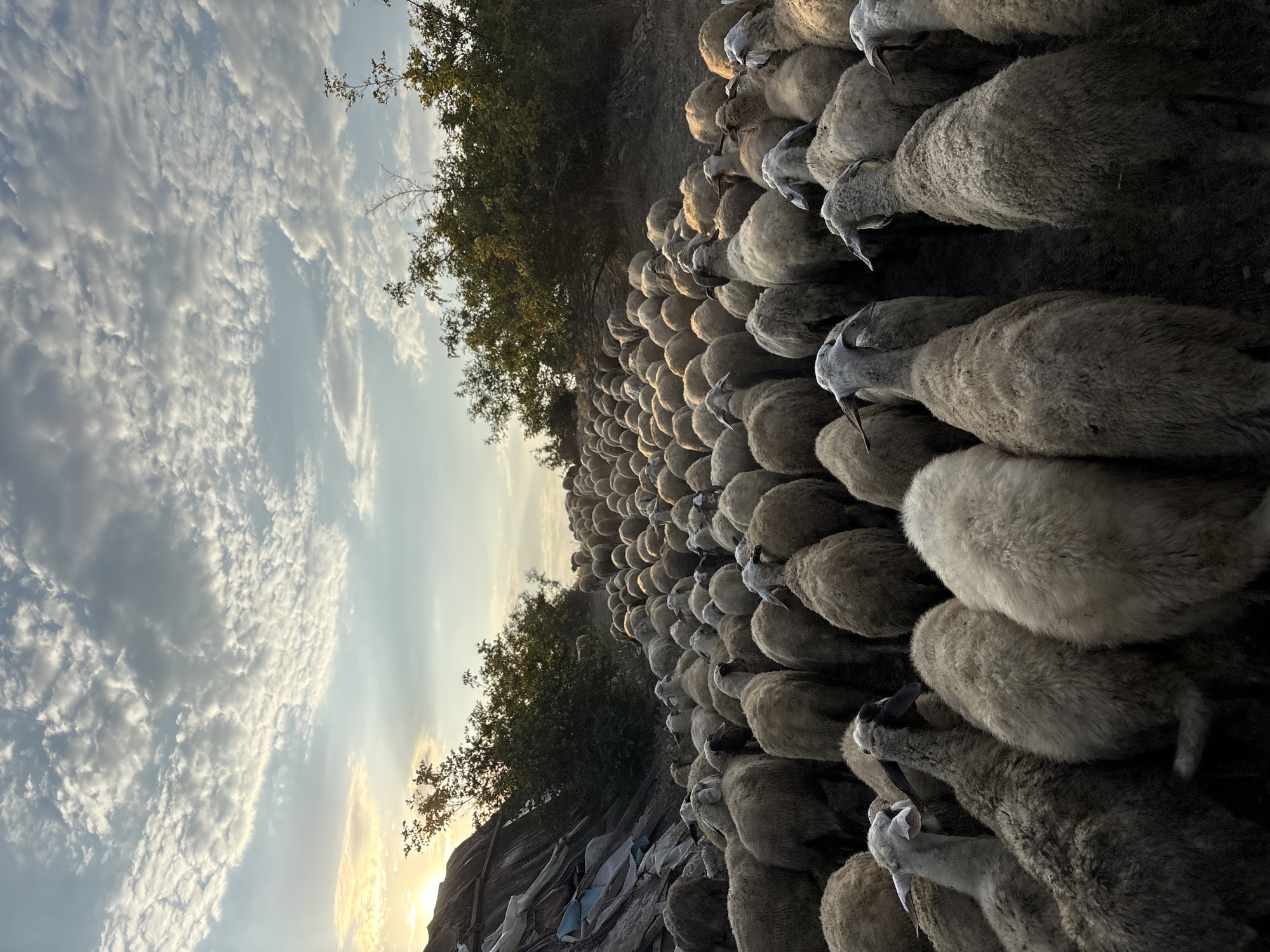 This is a photograph of a large flock of sheep moving uphill on a dirt path. The sheep are densely packed, with many of them facing away from the camera, towards the top of the frame. The scene appears to be set in a rural environment, with trees and vegetation lining the path. The sky above is filled with clouds, and the setting sun casts a warm light on the scene, creating a dramatic effect. The image was taken in the vicinity of Tankovo, Bulgaria.