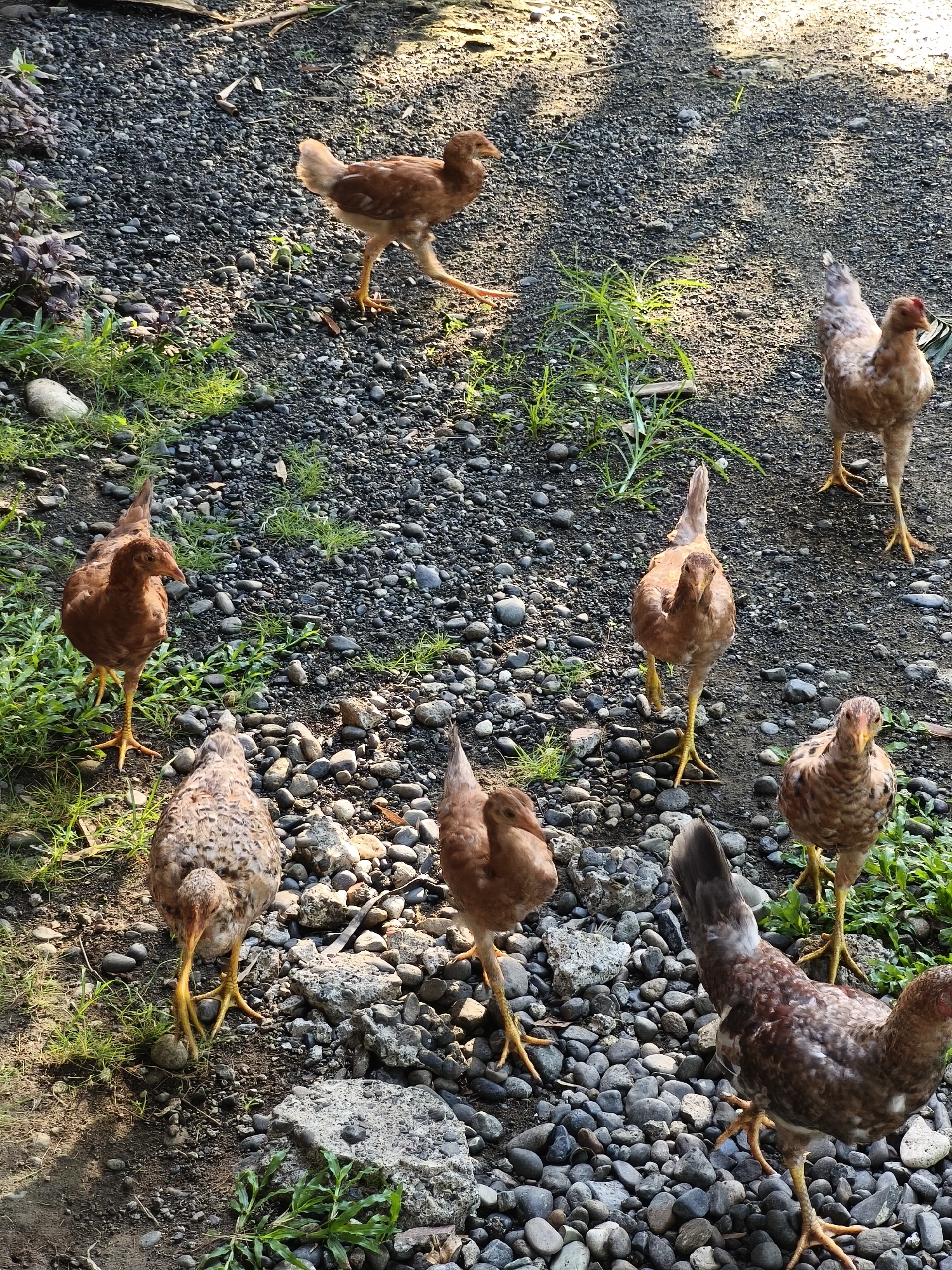 A flock of seven chickens, primarily brown and speckled with some featuring red combs, occupies a gravelly, rocky area interspersed with green vegetation. The chickens vary in pose; some face the camera directly, others walk, and one stands with its back turned. The ground is a mix of small pebbles, larger rocks, and patches of green plants. Lighting is somewhat dappled, creating shadows across the scene. The location is Unknown, Unknown.