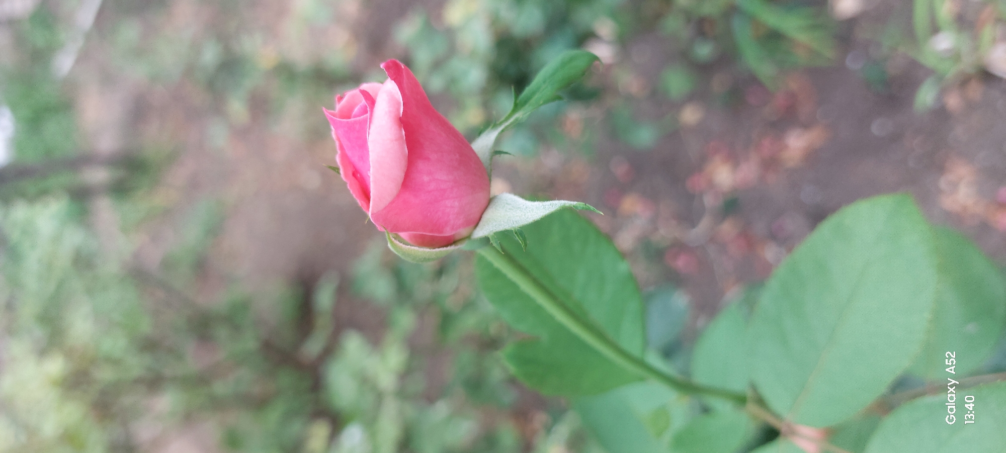 A single pink rosebud, partially opened, is the central focus of this image. The rosebud is positioned on the right side of the frame, with its stem and a portion of a leaf extending towards the bottom left. The background is softly blurred, suggesting an outdoor environment with greenery and soil. The lighting appears to be natural, casting a gentle illumination on the rose. The bottom left corner of the image displays text that reads "Galaxy A52 13:40", indicating the device and time the photo was taken. There is no discernible location in Ganja City, Azerbaijan, or any people or actions depicted in the image.