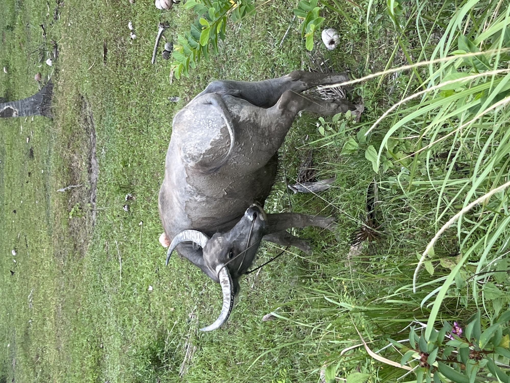 A large, grey water buffalo is standing in a grassy, outdoor area. The buffalo has prominent, curved horns and appears to be covered in mud. It is facing towards the left side of the frame, with its head slightly lowered. The ground is covered in green grass, with some scattered coconut husks and dry leaves. In the background, a portion of a palm tree trunk is visible. The overall environment appears to be rural or natural. The image was taken in Ko Pha-ngan District, Thailand.