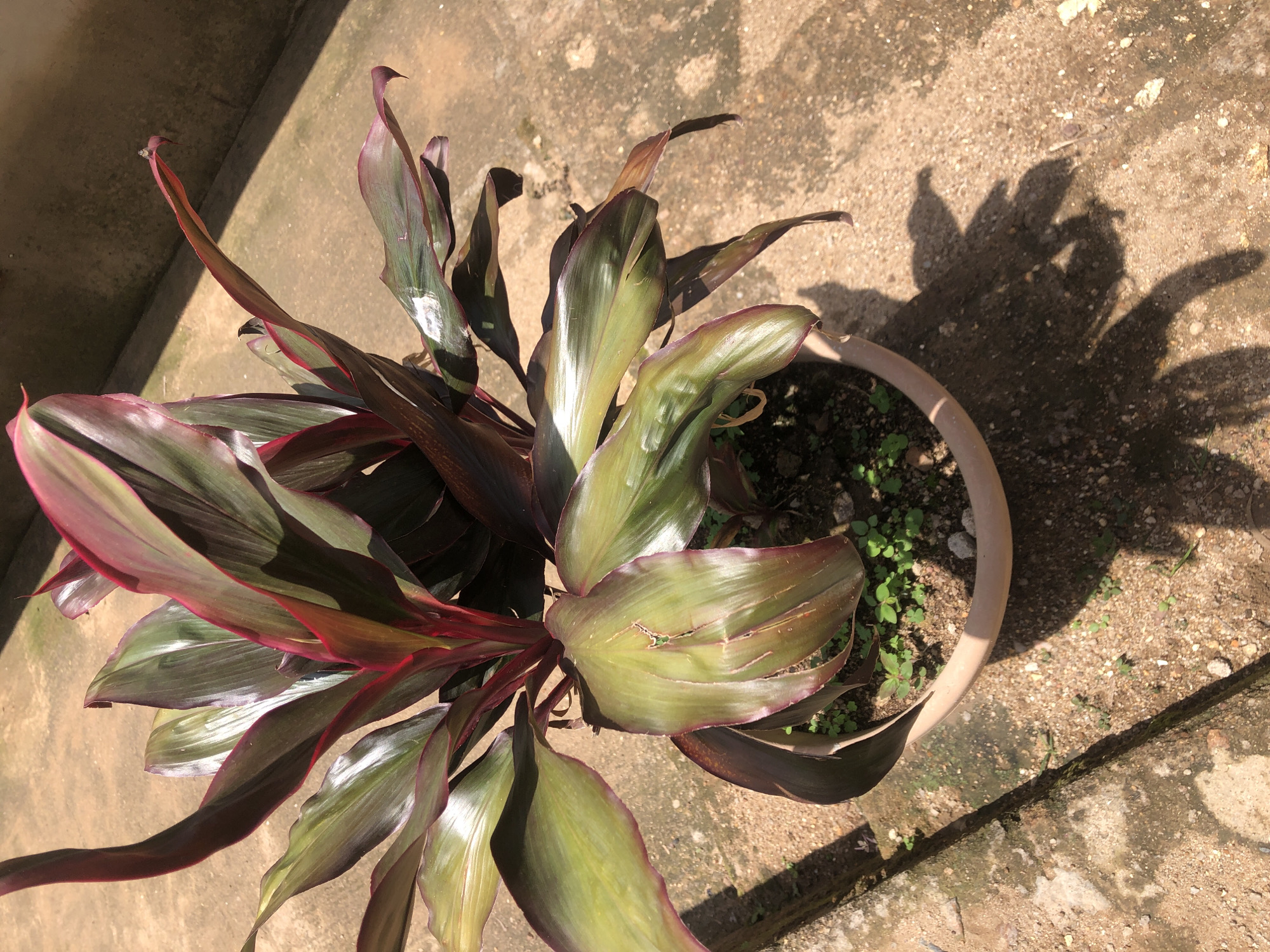 An upright, potted Cordyline plant with long, lance-shaped leaves, predominantly green with prominent red veins and edges, is situated outdoors on a concrete surface. The plant is in a round, terracotta-colored pot, which is partially filled with soil and small green weeds. Sunlight casts a distinct shadow of the plant onto the textured concrete. The background consists of more concrete, with a distinct line indicating a change in elevation or surface. There are no people or animals visible in the image.