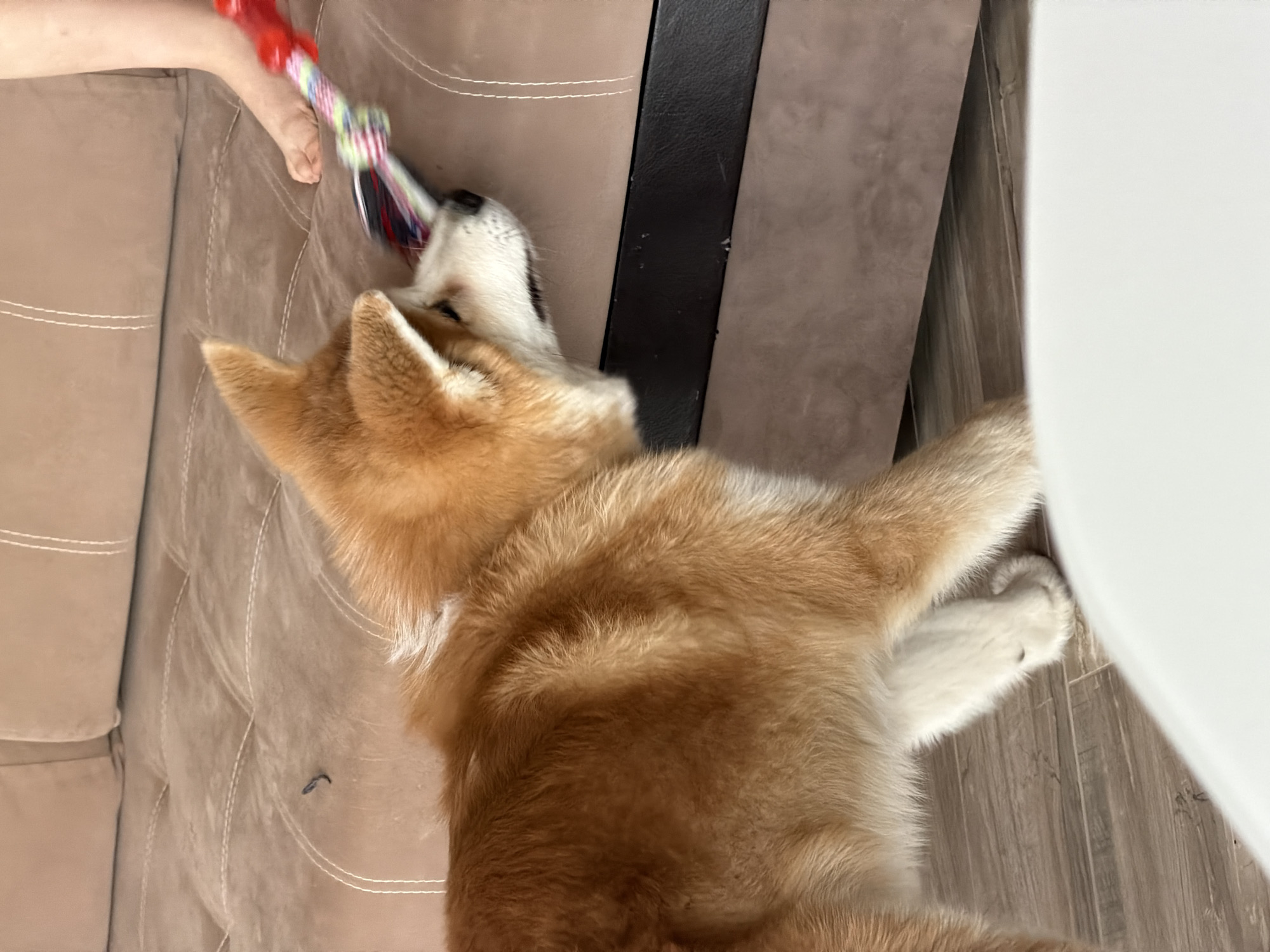 An indoor, top-down view captures a playful interaction between a human and a dog. A fluffy, light brown dog, possibly an Akita or Shiba Inu puppy, with white markings on its face, chest, and paws, is positioned on a light wooden floor. Its head is tilted upwards, engaging with a colorful dog toy held by a human's bare foot, visible in the upper left of the frame. The toy features a red, bone-shaped handle and a multi-colored braided rope.
The dog's ears are erect, indicating attentiveness to the play. Adjacent to the dog is a brown upholstered sofa, featuring distinct stitching patterns and a soft texture. A dark, possibly wooden or metal, furniture element is partially visible between the sofa and a bright, plain vertical surface on the right side of the image. The floor consists of light-toned wooden planks. The lighting is consistent with an indoor daytime setting. The scene conveys a sense of cheerful domestic activity. No text is visible.