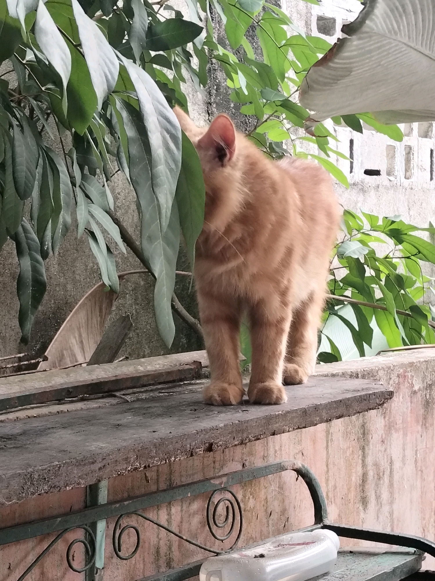 An orange tabby cat stands on a weathered wooden surface against a textured pink wall, partially obscured by lush green foliage. The cat faces away from the camera, its body angled slightly to the left. In the background, a white structure with rectangular openings is visible. The overall scene suggests an outdoor setting in Arang Limbung, Indonesia, likely in a residential or garden area, with elements of nature and urban construction present.
