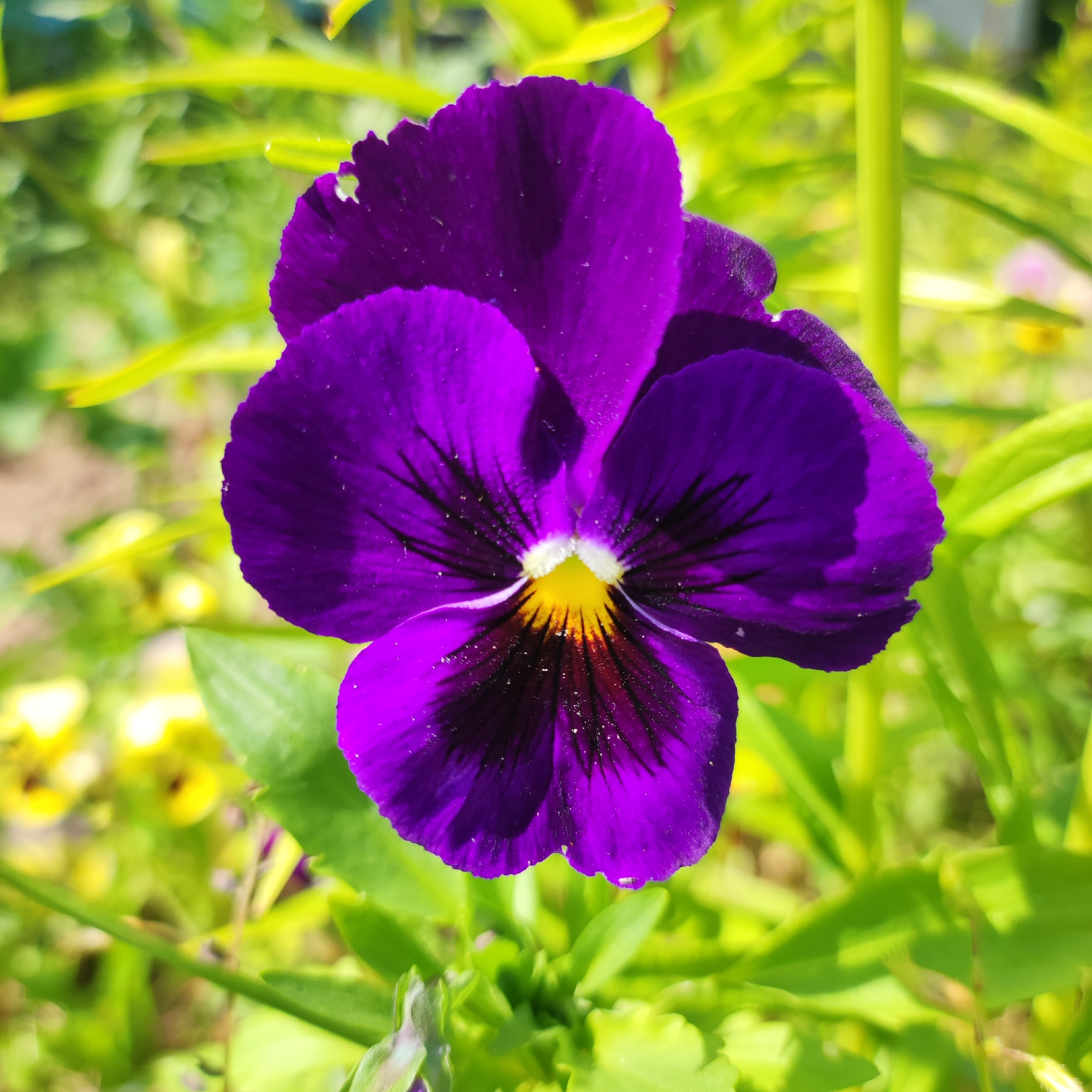 A close-up, eye-level, outdoor photograph showcases a vibrant purple pansy flower in full bloom, positioned centrally. The flower's velvety petals are a deep, rich purple, with darker veins radiating from the center, which is a bright yellow with orange and black accents. The edges of the petals are slightly ruffled, and a few tiny white specks, possibly pollen or dust, are visible on the surface of the petals.
The background is a soft, blurred tapestry of green foliage and hints of yellow flowers, suggesting a garden setting. The lighting is bright, casting a gentle illumination on the flower and creating a shallow depth of field that makes the pansy stand out prominently. The overall impression is one of natural beauty and delicate detail. The location is Unknown, Unknown.