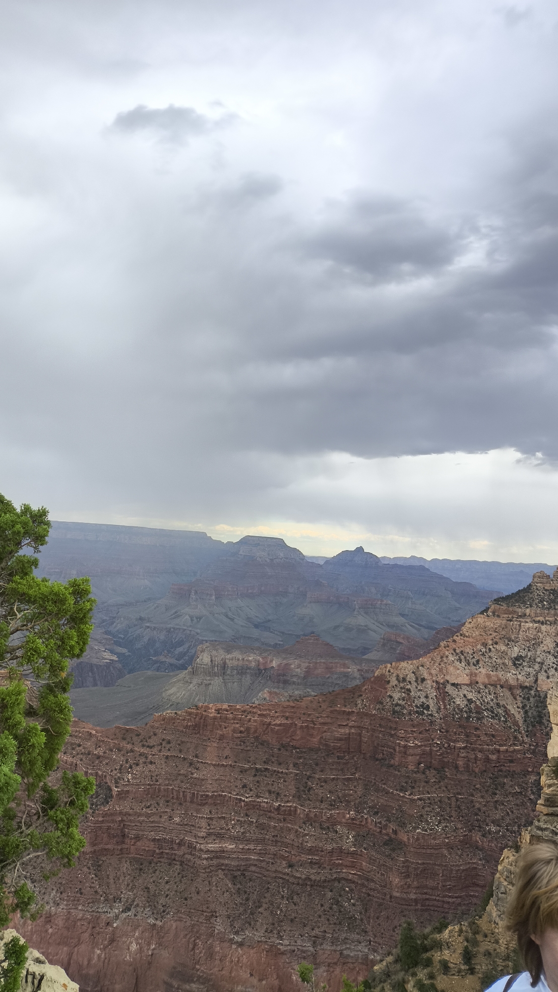 The image captures a panoramic view of the Grand Canyon in Grand Canyon Village, United States, under a cloudy sky. The foreground features a lush green tree on the left, with its branches extending into the frame. The middle ground and background are dominated by the vast, layered rock formations of the canyon, displaying hues of red, brown, and gray. Distant mesas and peaks are visible, shrouded in a soft atmospheric haze. The sky is filled with heavy, dark gray clouds, suggesting an overcast or potentially rainy day. In the lower right corner of the image, the shoulder and back of a person's head are visible, indicating their presence at the viewpoint.