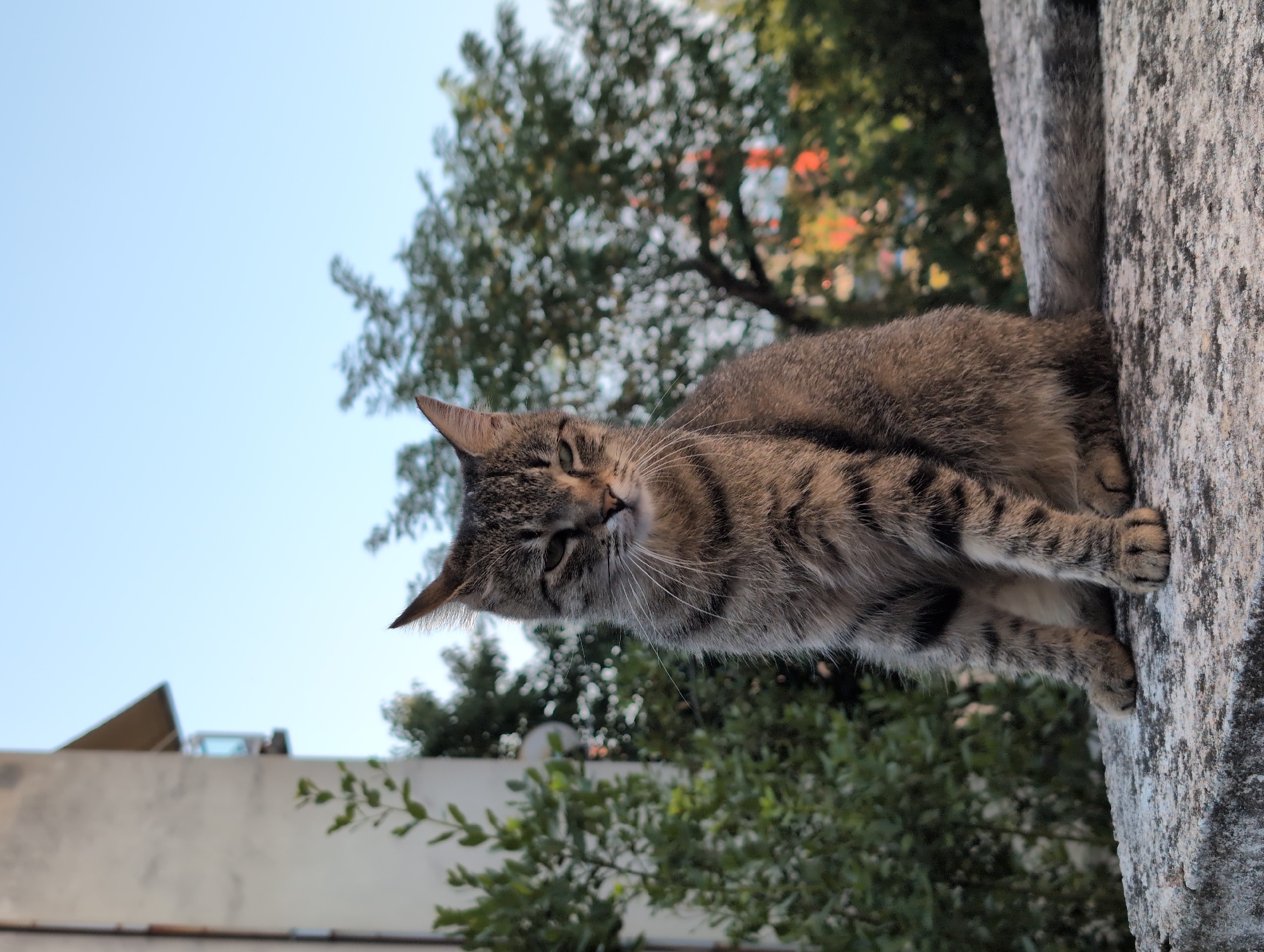 A tabby cat sits on a concrete ledge in Grad Rijeka, Croatia. The cat is facing the camera, with its eyes partially closed and its ears perked. Its fur is a mix of gray, brown, and black stripes. The background is out of focus, but appears to be a residential area with trees and a building. The sky is clear and blue.