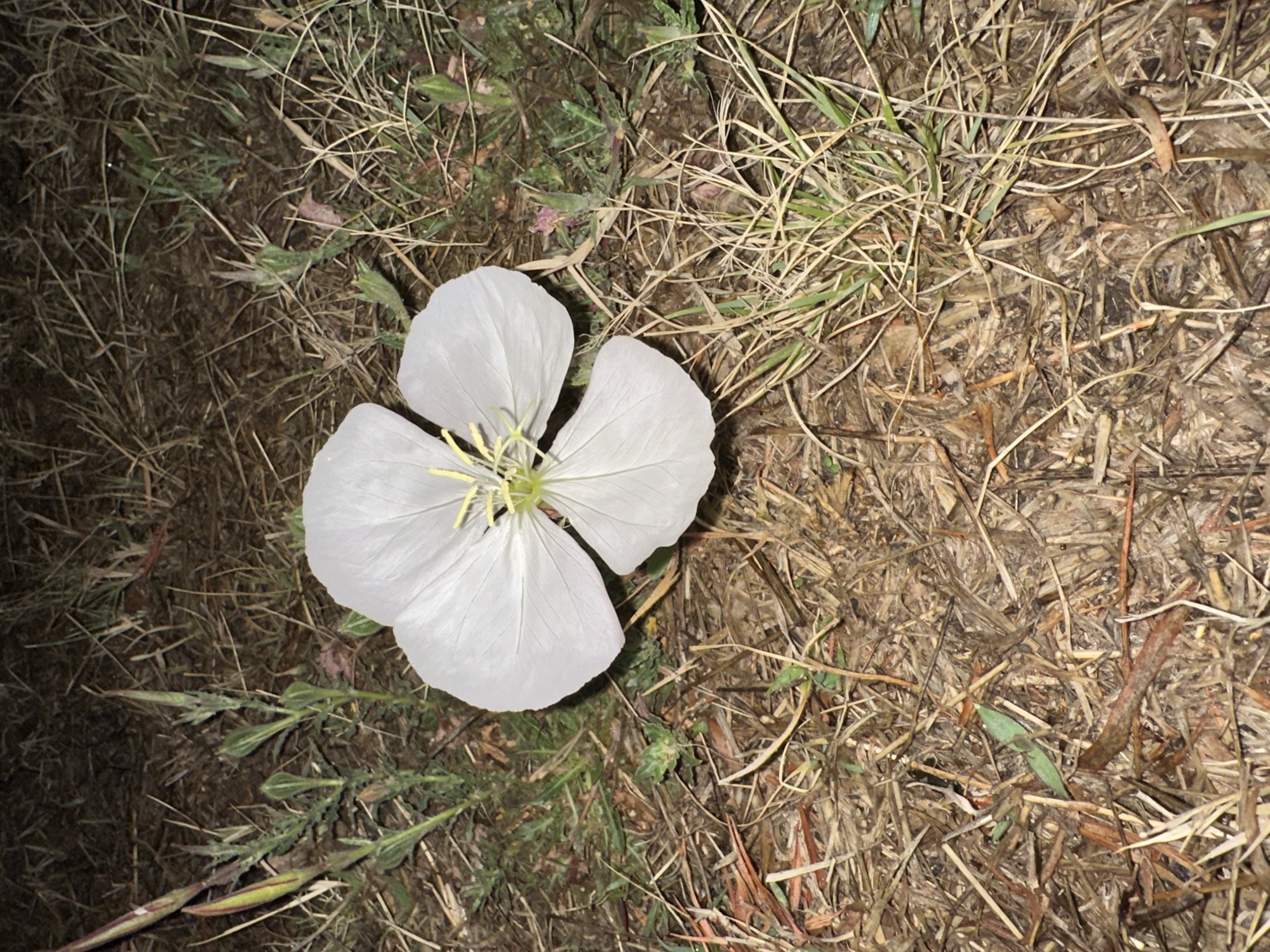 A white, four-petaled flower with a yellowish center lies on the ground amidst dry grass and some sparse green vegetation. The scene is dimly lit, giving the surrounding earth a dark, brownish hue. Location information (city of Puebla, Mexico) is unavailable.