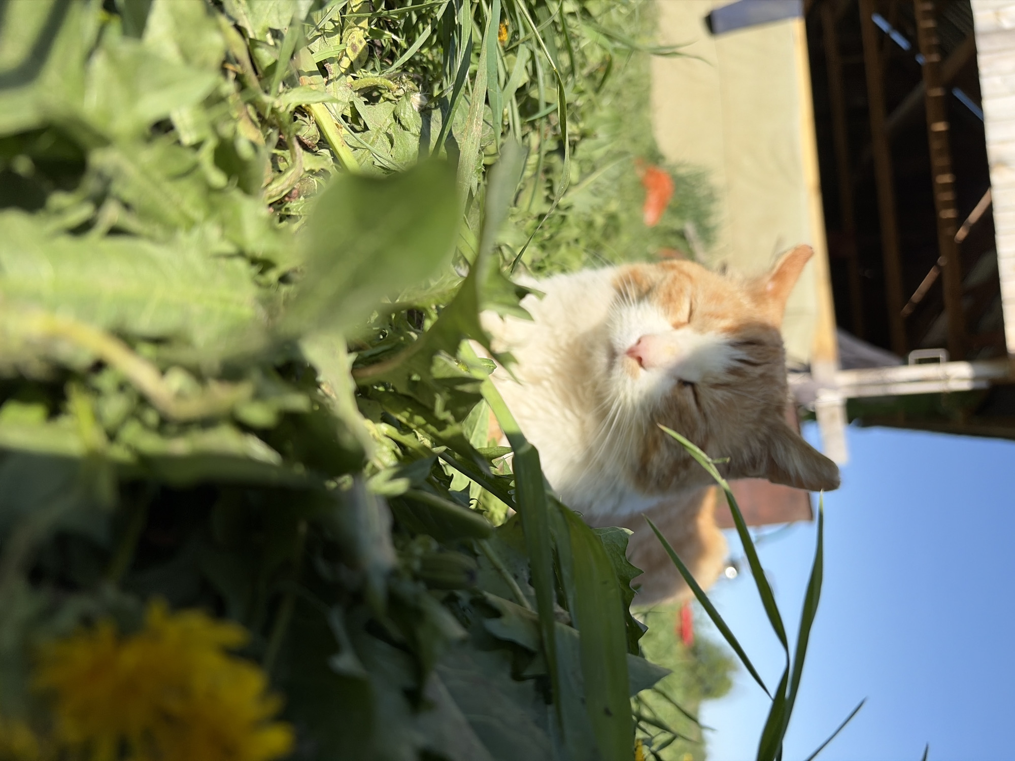 An orange and white cat is sleeping in a patch of dandelions and other green plants. The cat's eyes are closed and its face is peaceful. A building is in the background, and the sky is blue. The image was taken in Кемуль, Russia.