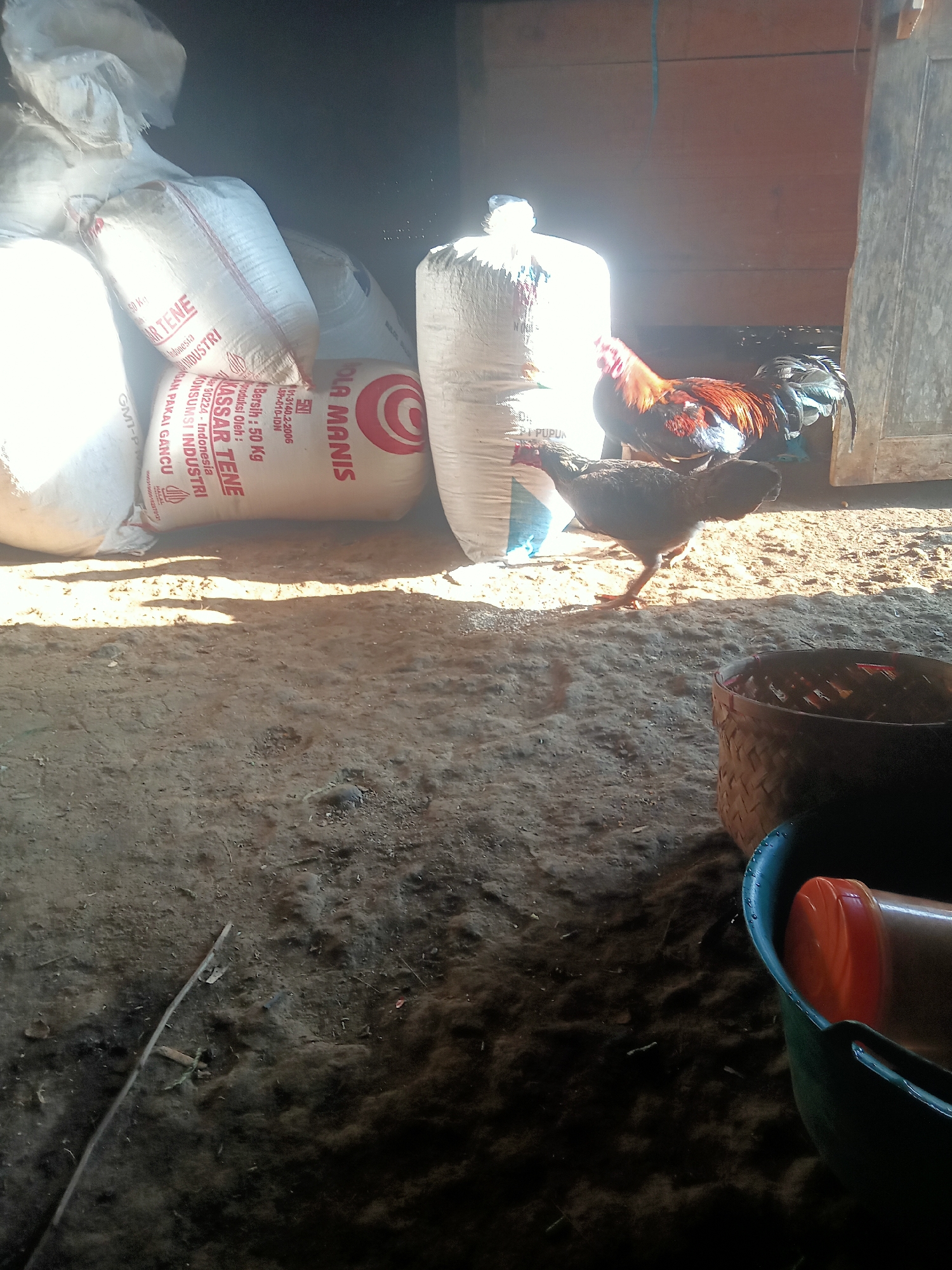 The image depicts an interior scene, possibly a storage area, with several large sacks of what appears to be fertilizer or grain stacked against a wooden wall. One sack prominently displays Indonesian text, including "ASSAR TENE" and "50 Kg". In the center of the frame, a rooster with reddish-brown and black plumage stands on a dirt floor. To the right of the rooster, a smaller, darker-colored chicken is partially visible. In the foreground, a woven basket and a green plastic tub containing an orange-capped container are present. The lighting suggests natural light filtering into the space, casting shadows on the floor. The environment is rustic and appears to be an agricultural setting in Tanggaran, Indonesia, consistent with the labeling on the sacks.
