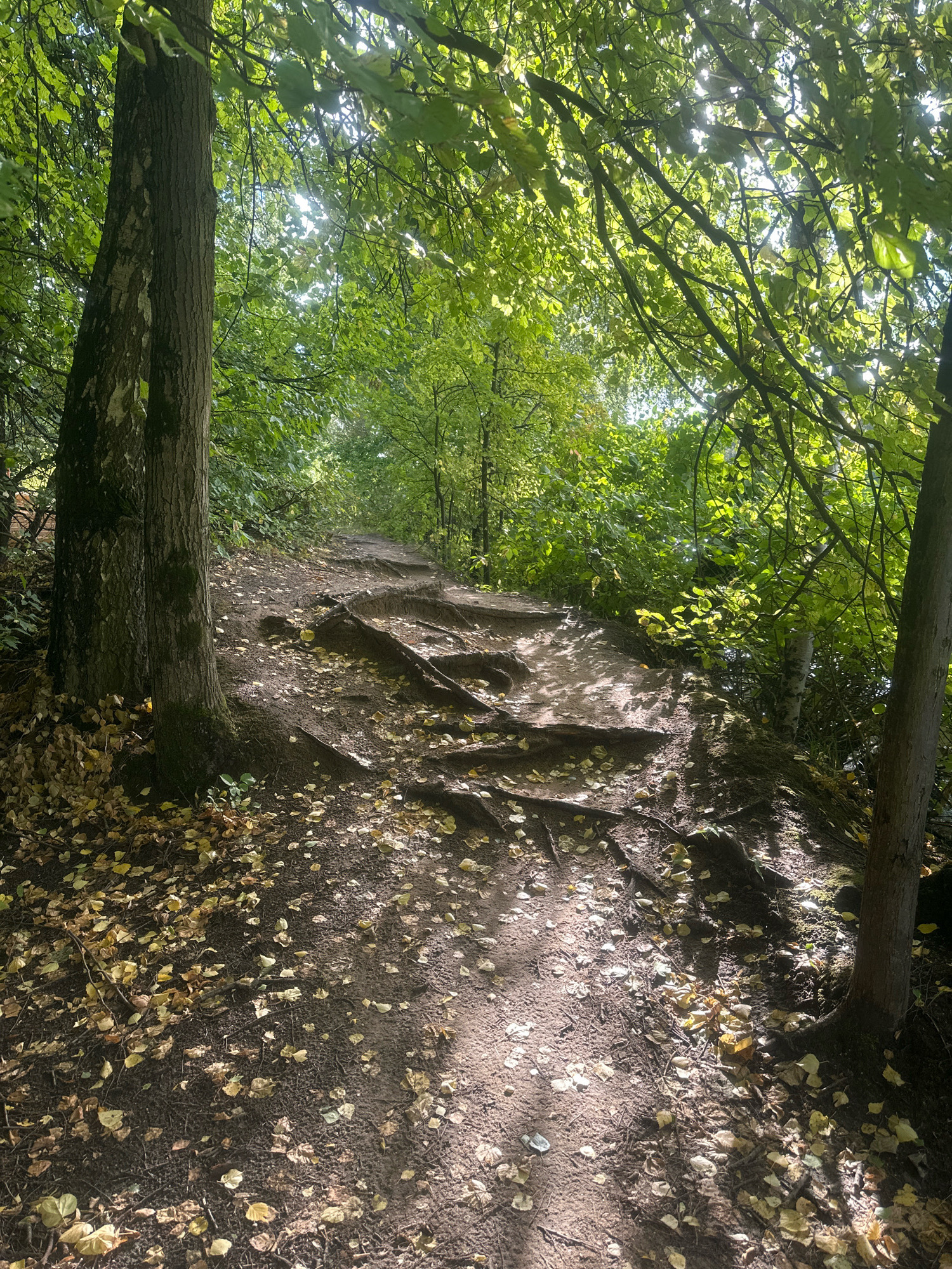 A dirt path winds uphill through a sun-dappled forest, lined with trees on either side. The path is uneven, with exposed roots creating natural steps. Fallen leaves, mostly yellow and brown, are scattered across the path and surrounding ground. Sunlight filters through the dense green foliage, casting dappled shadows on the scene. The environment appears to be a park or wooded area. There are no people or animals visible in the image. The location is the Khimki Forest Park in Khimki, Russia.