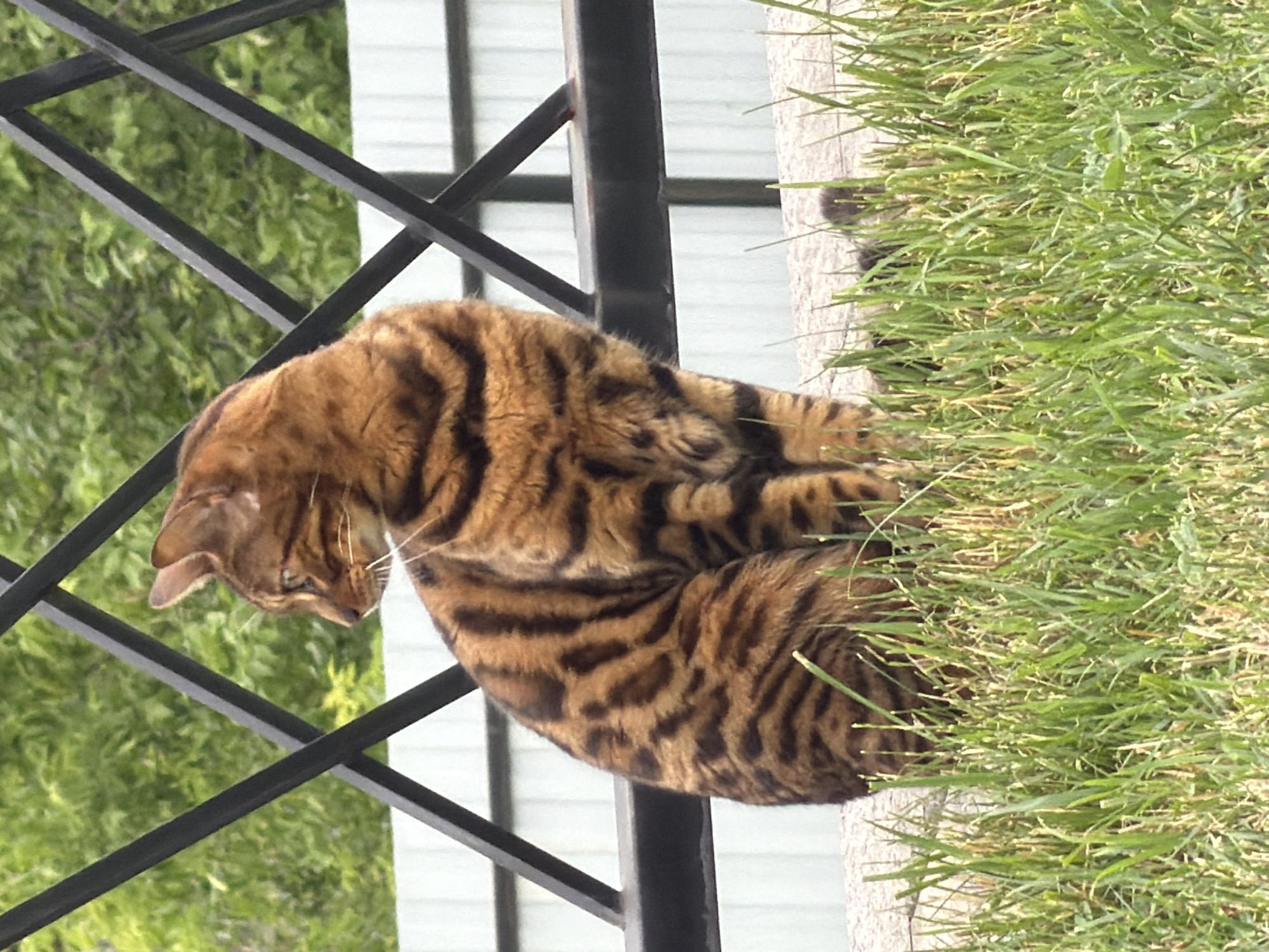 A Bengal cat with distinctive black stripes on a golden coat sits on a stone ledge, looking to the left. The cat is positioned in the foreground, partially obscured by green grass. Behind the cat, a black metal fence runs horizontally, with diagonal supports creating a criss-cross pattern against a blurred background of green foliage and a white fence. The scene appears to be outdoors, possibly in a yard or park area. There is no indication of the specific location being Tashtagol, Russia, as this information is not visually present in the image.