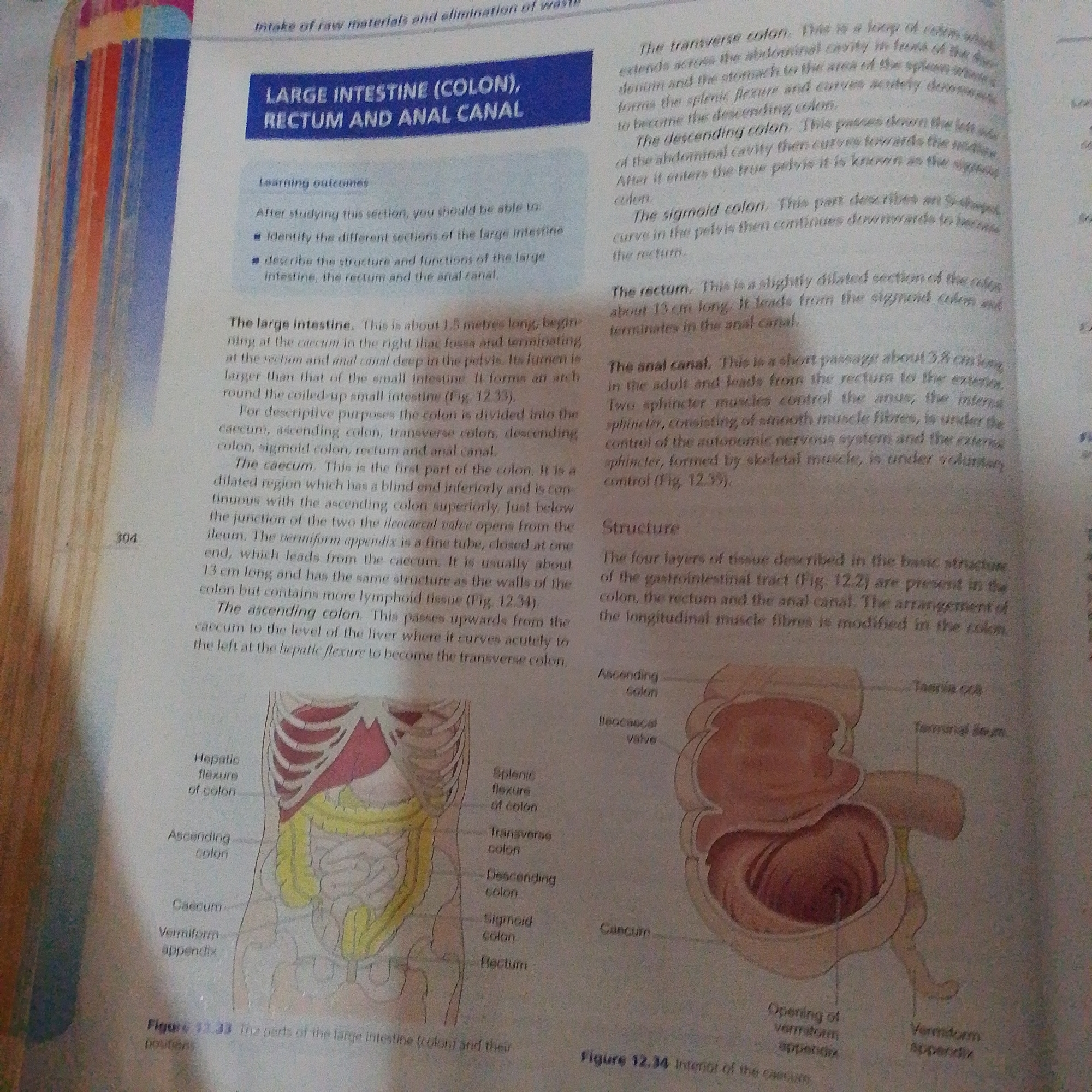 The image shows a textbook page discussing the large intestine, rectum, and anal canal. The page includes text describing the anatomy and function of these organs, as well as diagrams illustrating their structure. One diagram shows a frontal view of the human abdomen with the large intestine highlighted. Another diagram shows a cross-section of the large intestine and rectum. The text is written in English, and the page is numbered 304. The book appears to be in good condition. There is no information in the image that indicates a location in Jalingo, Nigeria.