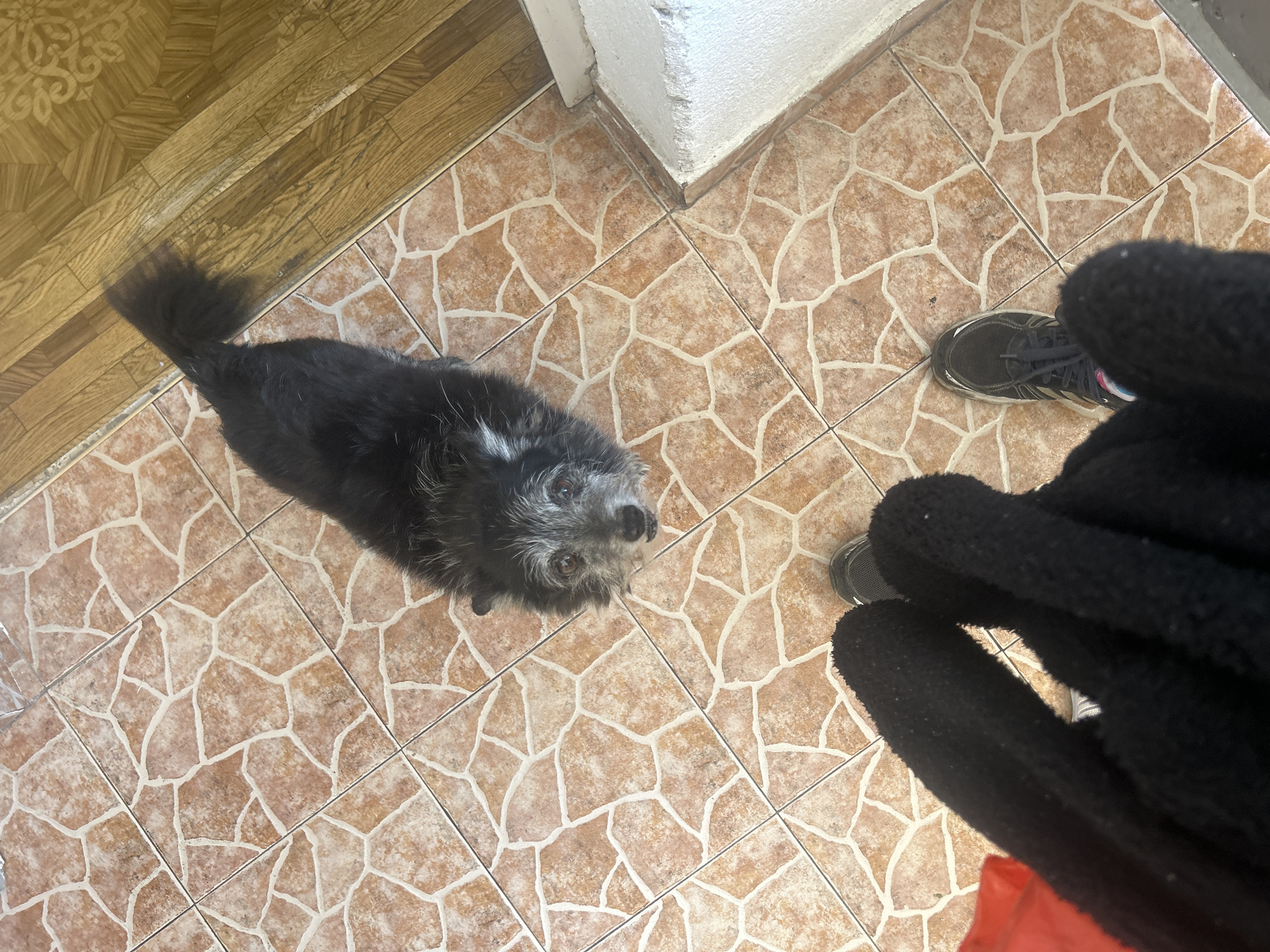 A small, black and white dog with scruffy fur stands on a tiled floor, looking up. The dog's tail is bushy and extended. In the foreground, a pair of black gloved hands and black sneakers are visible, suggesting a person is standing in the same location. The environment includes a transition to a wooden floor and a white baseboard. The scene appears to be indoors, possibly a hallway or entryway in Perushtitsa, Bulgaria.