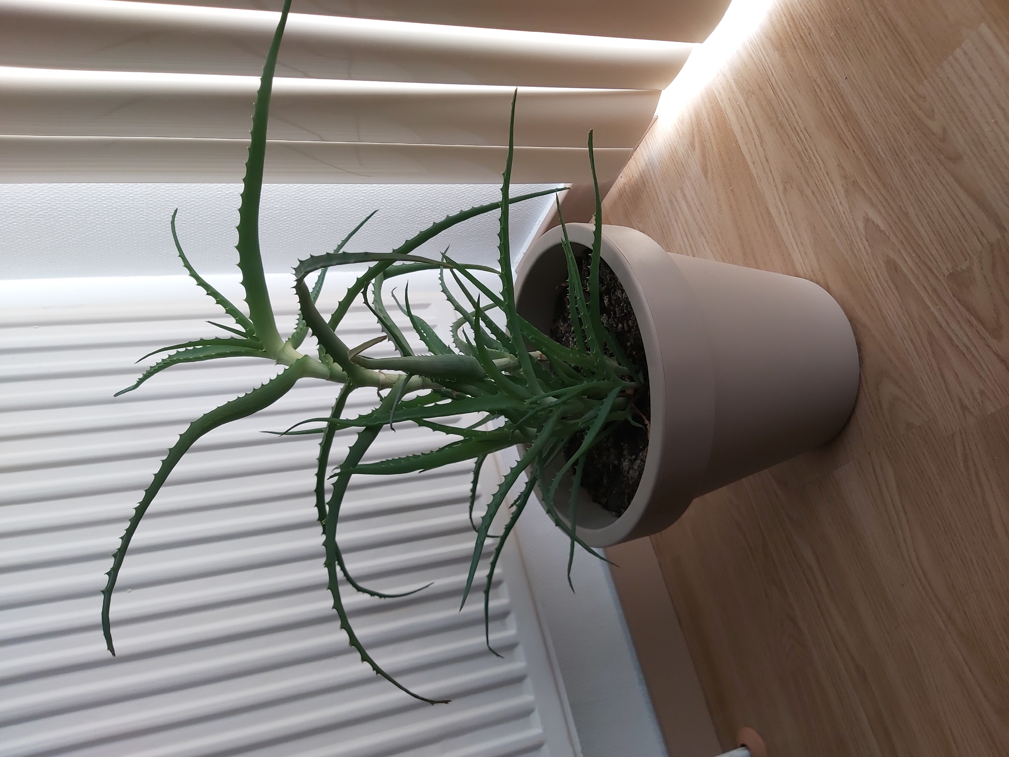 An aloe vera plant in a light tan pot sits on a light brown wooden floor. The plant has thick, spiky green leaves. Behind the plant is a white radiator with vertical lines. To the right of the plant are beige vertical blinds. Sunlight is streaming in from the right, illuminating the floor and the blinds. The scene appears to be indoors in a domestic setting.
