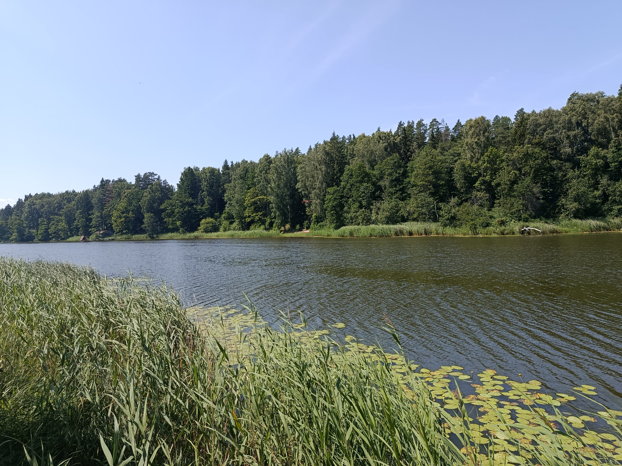The image depicts a serene natural scene with a tranquil lake and a lush green forest bordering its far bank. In the foreground, tall reeds and aquatic plants grow along the water's edge, with lily pads dotting the surface of the lake. The water is dark and reflects the clear blue sky above, which has faint, wispy clouds. The forest on the opposite shore is dense with a variety of trees, creating a rich tapestry of green hues. A small, rustic-looking building, possibly a boathouse or cabin, is partially visible nestled among the trees on the far bank. The overall impression is one of peaceful seclusion and natural beauty.