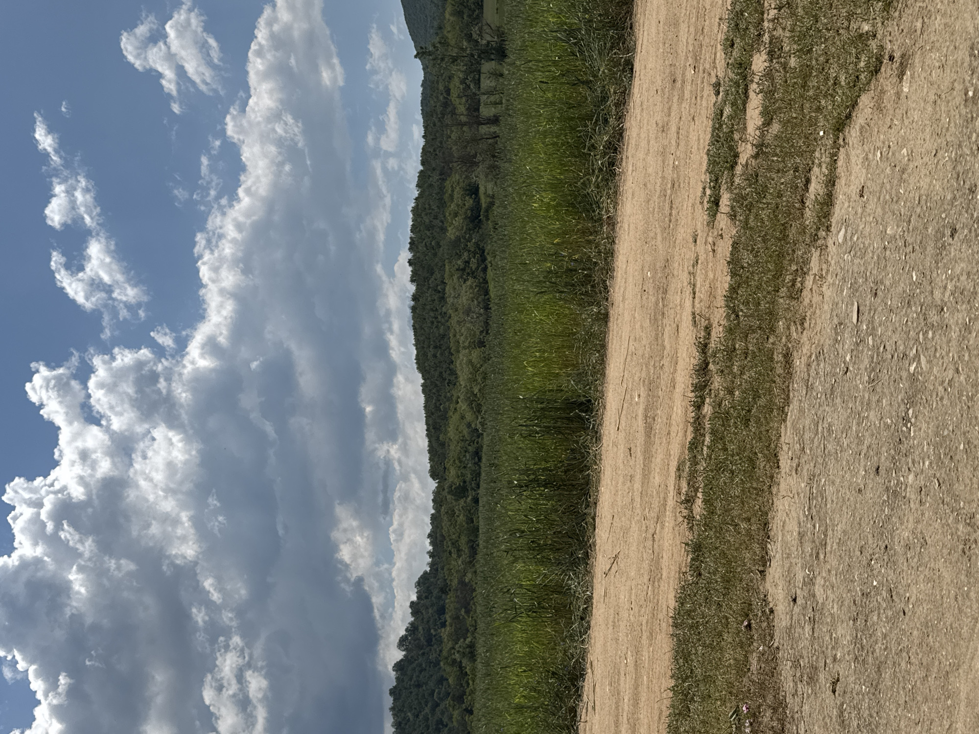 The image shows a landscape with a dirt road on the right, leading toward a green field and wooded area in the center. On the left side of the image is a view of the sky with white and gray clouds. The location is in a rural setting.