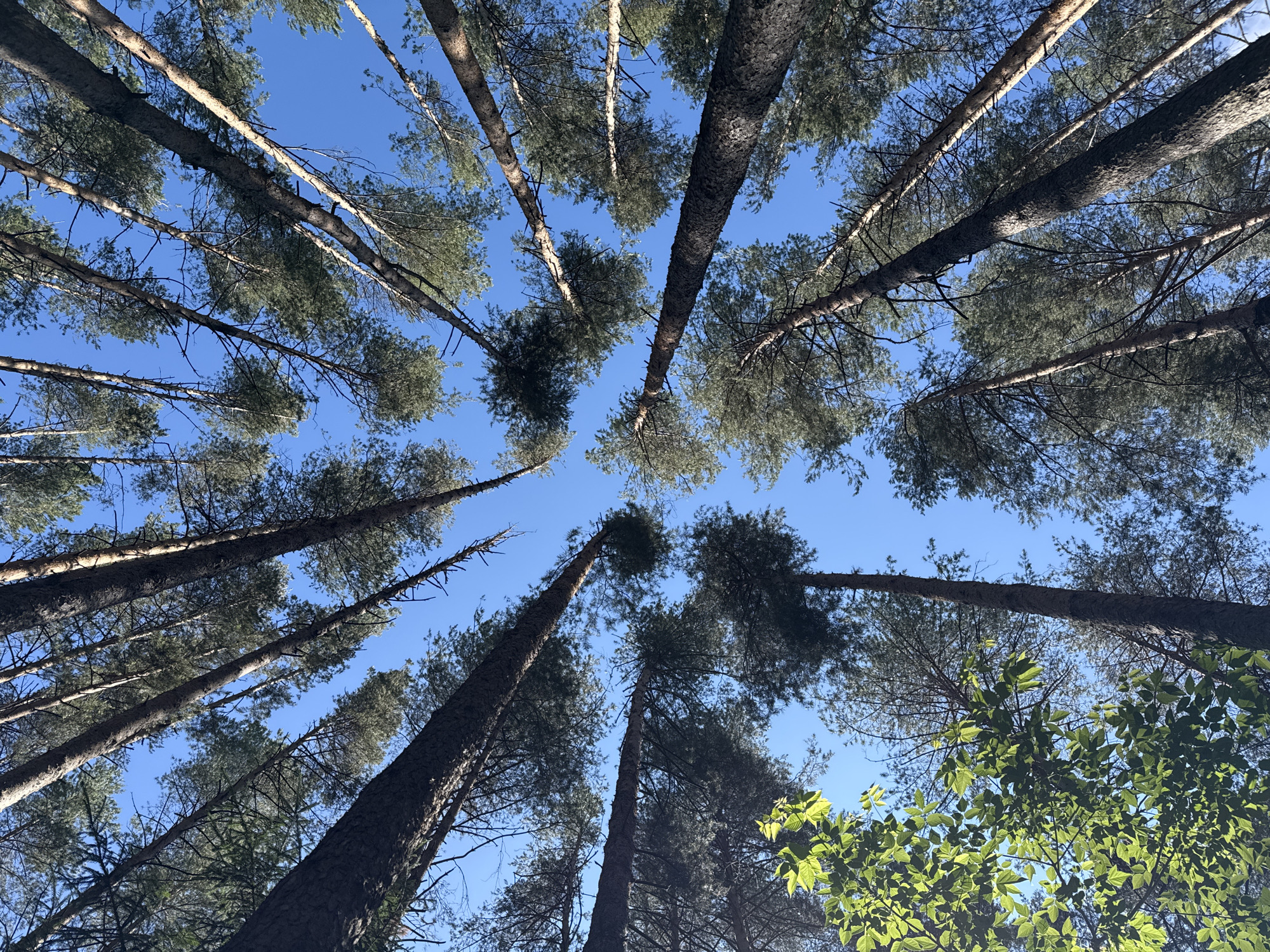 A low-angle, full shot captures a cluster of tall, slender pine trees against a clear, bright blue sky. The view is from the ground looking directly upwards, emphasizing the height and density of the forest canopy. The trunks of the trees are textured and dark, with some showing signs of age and rough bark. Their branches, sparsely populated with dark green needles, extend upwards and outwards, creating a natural pattern against the sky. In the lower left quadrant of the image, a section of bright green leaves from a deciduous tree is visible, providing a contrast in color and texture. The sunlight filters through the pine needles, creating a dappled effect. The scene appears to be in a natural, outdoor environment, likely a forest or park. There are no people, animals, or man-made structures visible in the image. The location is identified as Chaikovsky, Russia.