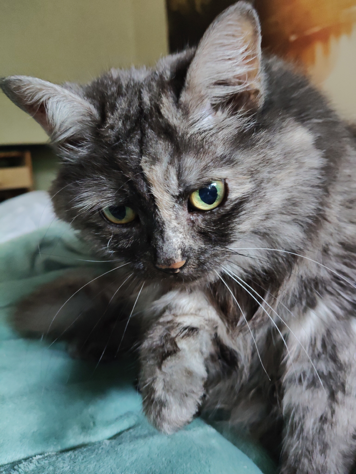 A close-up, medium shot captures a fluffy, grey tabby cat with green eyes resting on a teal-colored blanket indoors. The cat's head is angled downwards and to the left, with its body partially obscured by its own paw. The background consists of a light-colored wall and a hint of blurry artwork, suggesting an indoor domestic setting. There are no people present in the image, and no specific details about the city of Bol'shoye Kozino, Russia, can be discerned from the visual information provided.