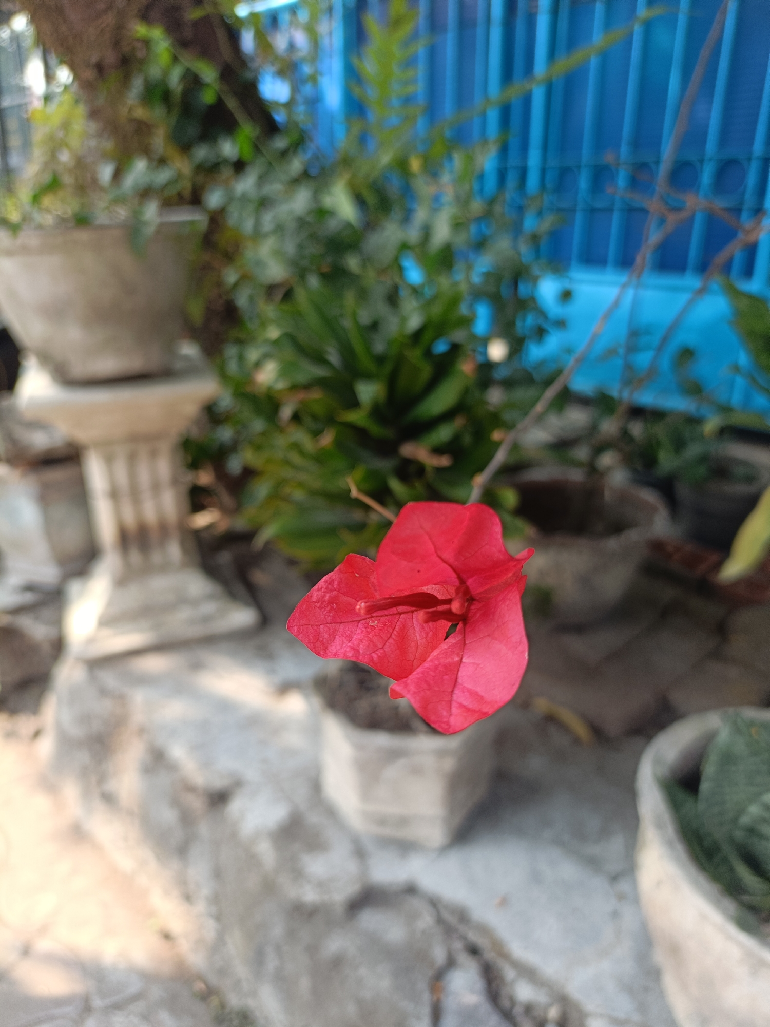A single bright red bougainvillea petal is in sharp focus in the foreground, angled slightly to the right. Behind it, the background is blurred with green foliage and plants in pots. To the left, a portion of a stone planter on a stand is visible. In the far background, a bright blue fence or wall with vertical slats can be seen. The lighting suggests it is daytime, and the setting appears to be an outdoor garden or courtyard, possibly in Kediri City, Indonesia, given the tropical foliage.