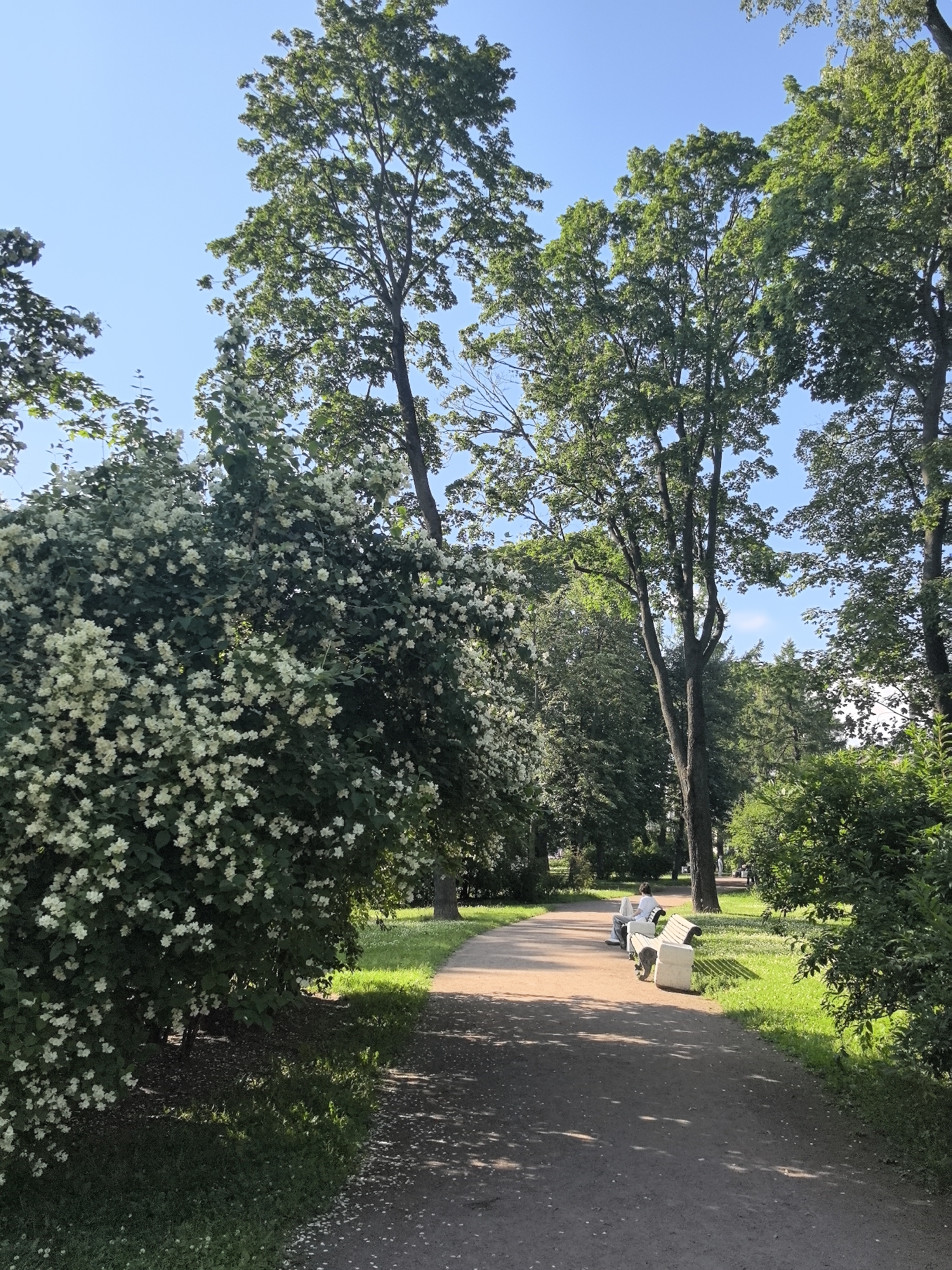 This is a vertical, eye-level, full shot of a park path lined with trees and flowering bushes. The path is made of reddish-brown dirt and is speckled with white petals. The sun is shining brightly, casting dappled shadows on the path from the surrounding foliage. Two people are sitting on a white park bench, facing away from the camera, on the right side of the path. They appear to be engaged in quiet activity. The lush green trees and bushes indicate it is a warm season, likely spring or summer. The clear blue sky above suggests fair weather. The overall mood of the scene is peaceful and serene. The location is implied to be a public park in Saint Petersburg, Russia, as suggested by the context provided. There is no visible text in the image.