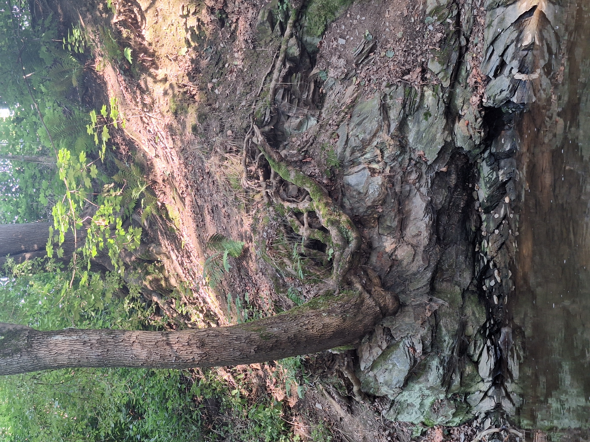 The image depicts a natural scene within the city of Chemnitz, Germany, specifically in the Küchwald park. A mature tree with a rough bark trunk is prominently featured, its roots dramatically exposed and intertwined with a rocky outcrop. These roots snake across the surface of the rocks, some covered in moss, anchoring the tree to the uneven terrain. The rocky area itself is textured with layers of stone, appearing damp and partly covered in fallen leaves and dirt. Below the rock face, a body of water, likely a small stream or creek, reflects the surrounding greenery and the overcast sky. The water is calm, with small ripples disturbing its surface. Lush green foliage, including ferns and leafy plants, grows densely on the slope above the tree and rocks, creating a sense of an undisturbed, natural environment within the urban park. The lighting suggests it is daytime, with dappled sunlight filtering through the trees, casting shadows on the ground and the rocky embankment. There are no people or animals visible in the frame.