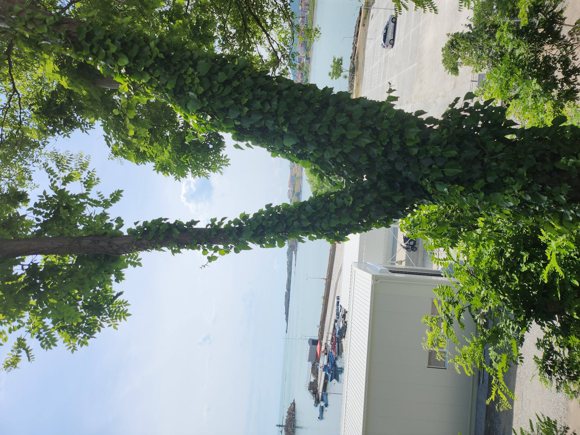 This image captures a view of the Bulgarian city of Tsarevo, with a focus on the foreground elements of a large, ivy-covered tree. The tree's thick trunk bifurcates, creating a V-shape as it reaches towards the sky. The dense green foliage of the ivy covers a significant portion of the tree's surface.
In the mid-ground, a body of water, likely the Black Sea, is visible. Several boats are docked at a pier. Adjacent to the pier are white, modular buildings, possibly storage or administrative facilities. A paved area with parking spaces and a silver car is also present. In the distance, the coastline of Tsarevo is dotted with buildings and lush greenery, suggesting a coastal urban environment. The sky is partly cloudy, with a bright, diffused light. The overall scene is a blend of natural elements and urban infrastructure.