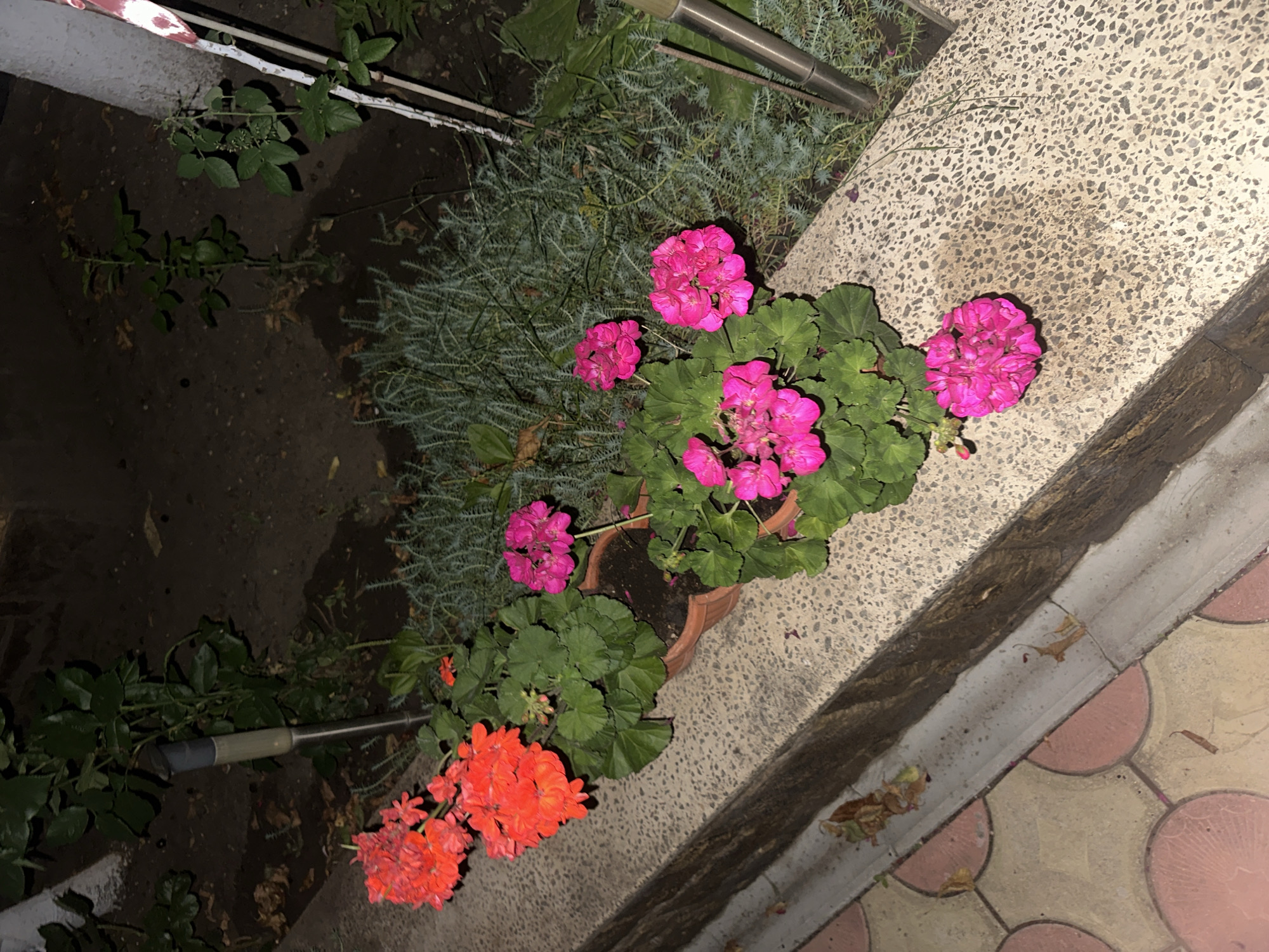 A close-up, low-angle outdoor shot captures a collection of flowering geraniums in terracotta pots, arranged on a textured concrete ledge. The foreground features a portion of a patterned walkway, with circular and fan-shaped tiles in beige and pink hues. The geraniums are vibrant, with clusters of bright orange-red flowers on the left and intense magenta flowers on the right. Lush green foliage surrounds the blooms. Behind the ledge, a bed of dark soil is visible, interspersed with spiky, pale green plants and some dry leaves. In the background, several young rose bushes with green leaves are planted in the soil, and two modern outdoor lamps with grey and silver accents are positioned amongst the greenery. The overall scene suggests a cultivated garden or landscaping feature in an urban setting. The quality of the image is slightly grainy, indicating it was likely taken in low light conditions, possibly at dusk or night.