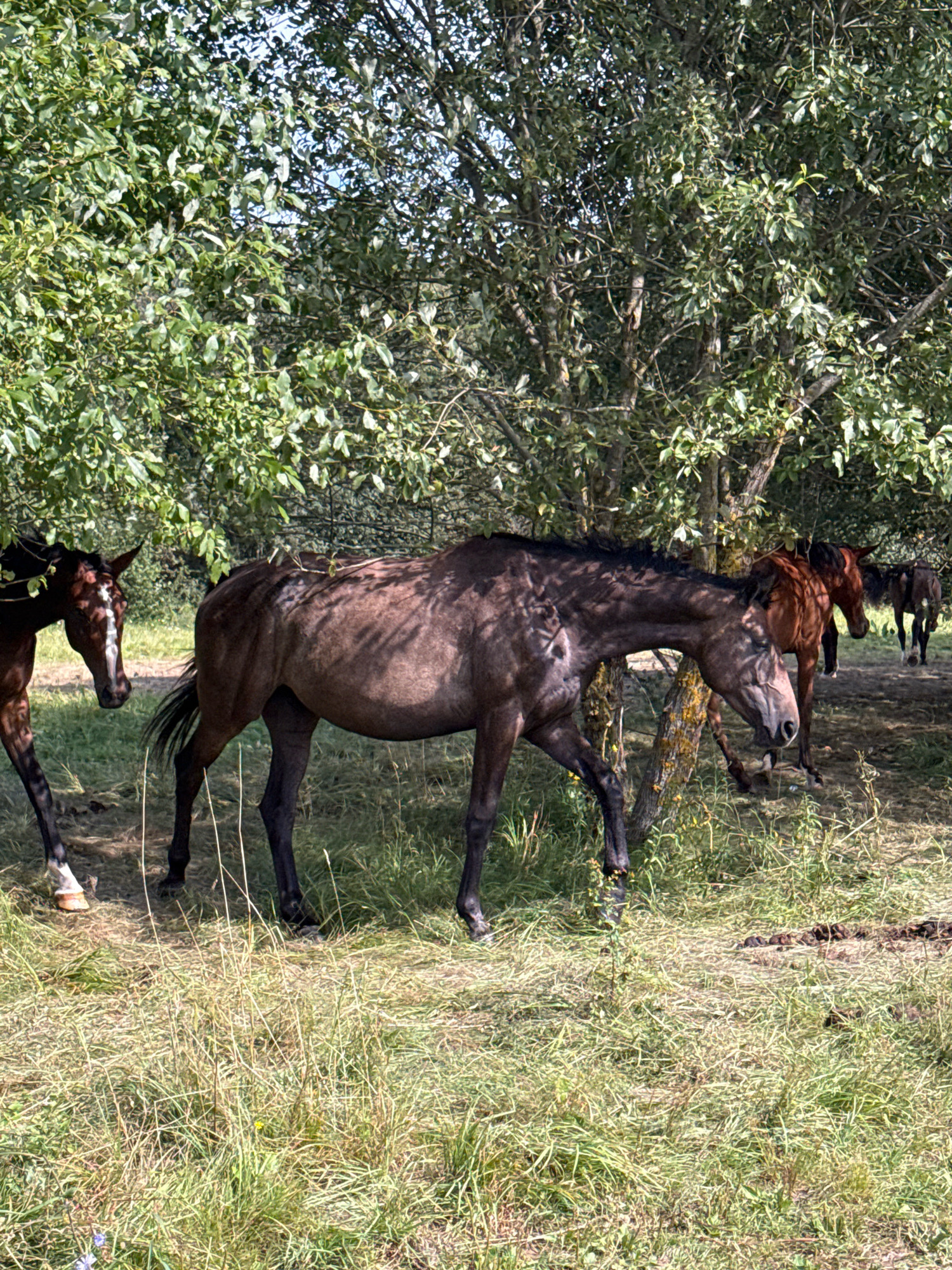 In the city of Galinė, Lithuania, a group of horses are standing and grazing in a grassy field partially shaded by trees. The main subject is a dark-colored horse in the foreground, walking from left to right with its head down. To the left of this horse, another dark brown horse is visible, with a white marking on its face. In the background, several other horses are present, including one reddish-brown horse partially obscured by the trees. The environment is natural, with tall green grass, dry straw, and the leafy canopy of trees providing shade. The ground appears uneven with some scattered vegetation and what appear to be horse droppings in the background. The lighting suggests it is daytime, with dappled sunlight filtering through the leaves.