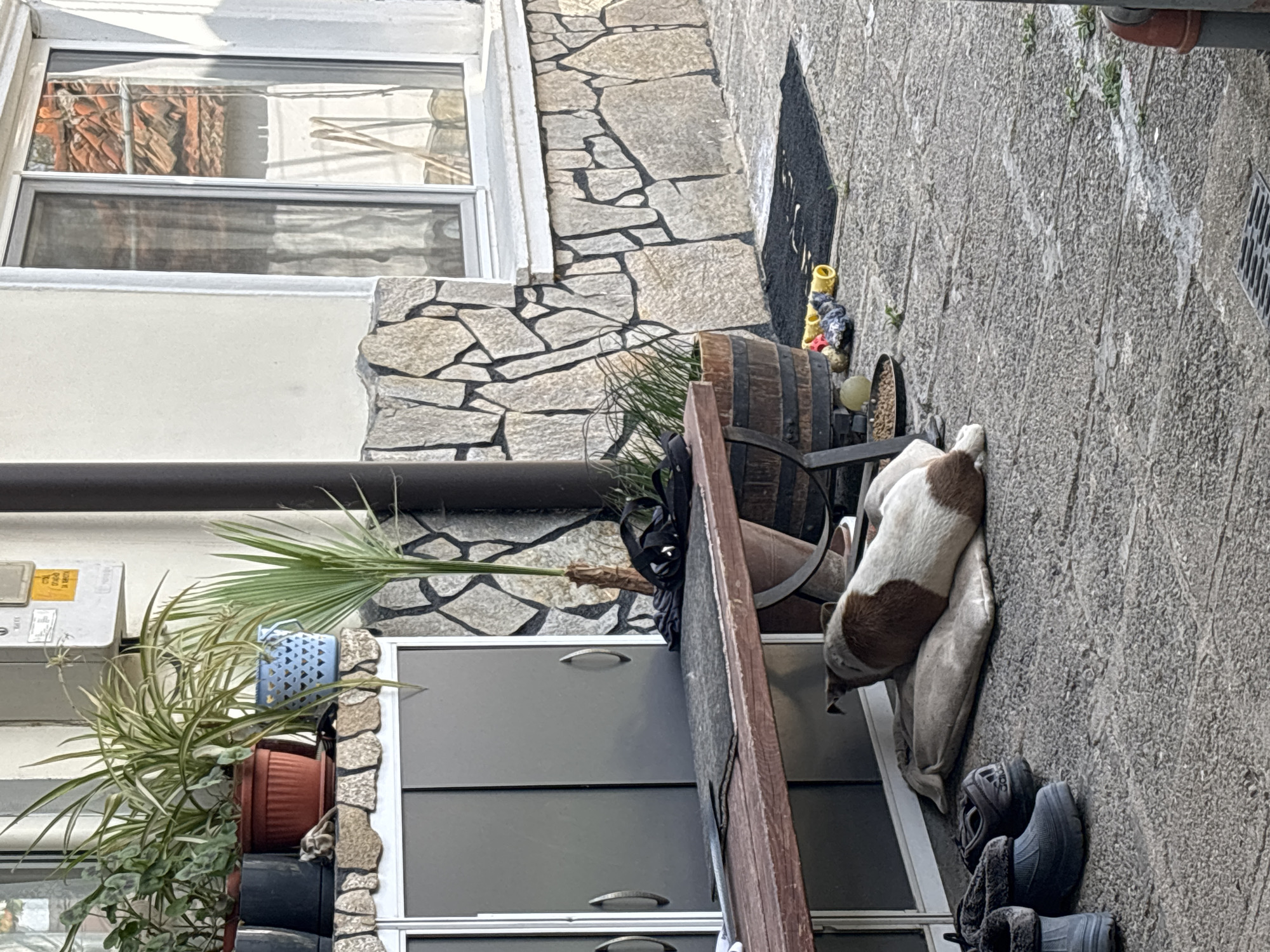 A dog rests on a pillow on a sidewalk next to a building in Novo Zhelezare, Bulgaria. The dog is mostly white with brown spots. Beside the pillow are several pairs of shoes. Near the dog is a small wooden barrel and some toys. The building has a stone facade, a window, and a cabinet. Potted plants are visible near the cabinet.