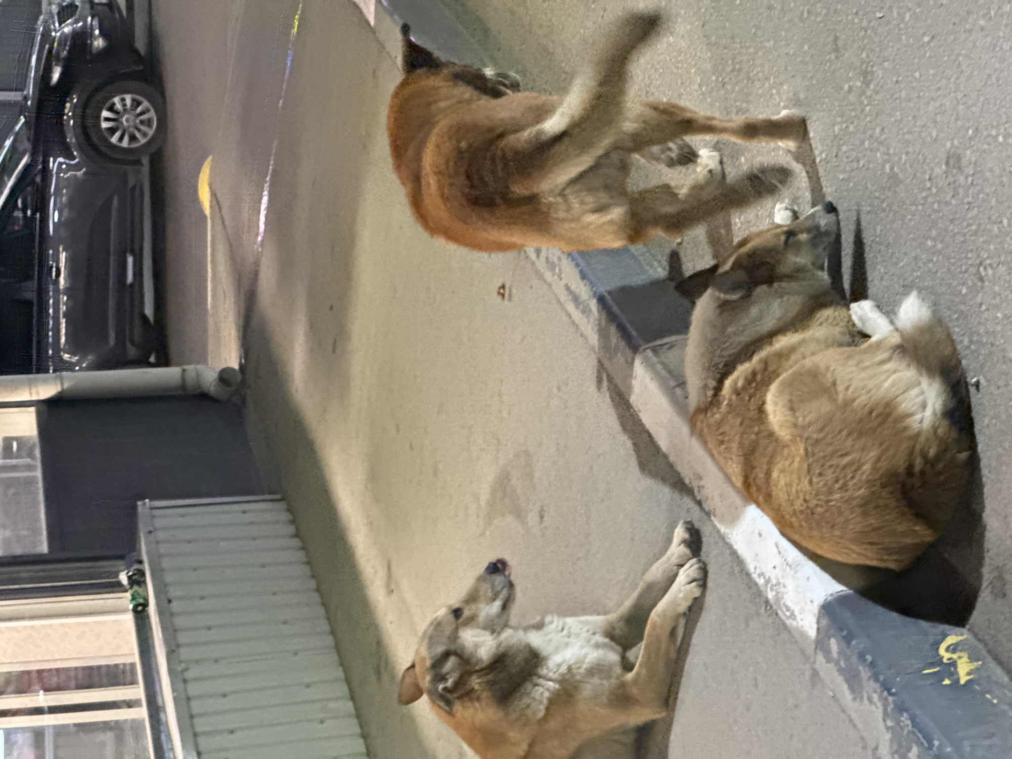 Three tan-colored dogs are resting on the pavement near a curb. One dog is lying on its back with its legs in the air, as if playing. Another dog is curled up on its side, sleeping. The third dog is lying on its stomach with its head raised, looking around. All three dogs appear to be healthy and well-fed. In the background, a black car is parked on the street. The scene appears to be set in a residential area, possibly in Ukraine, given the location context. The lighting suggests it might be evening or nighttime. There is no visible text in the image.