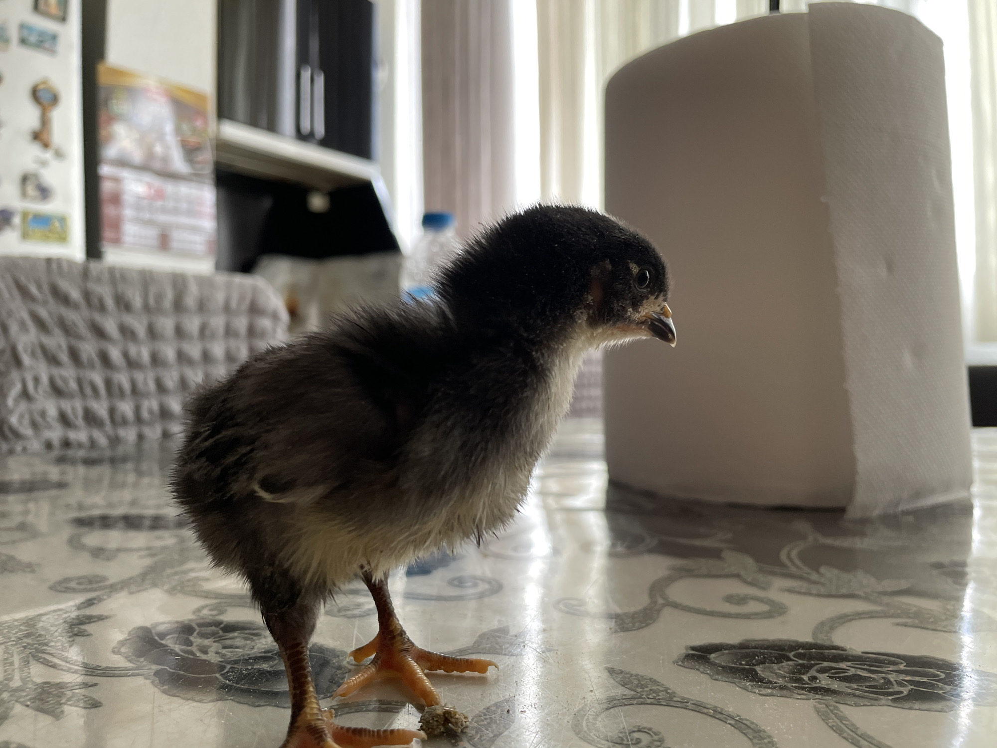 A fluffy, dark gray chick stands on a reflective, patterned table. The chick is facing to the right, with its beak slightly open and its tiny orange feet visible. In the background, a roll of white paper dominates the right side of the frame, with sheer curtains and kitchen cabinets partially visible on the left. The lighting suggests an indoor setting, possibly a home in Zlatograd, Bulgaria.