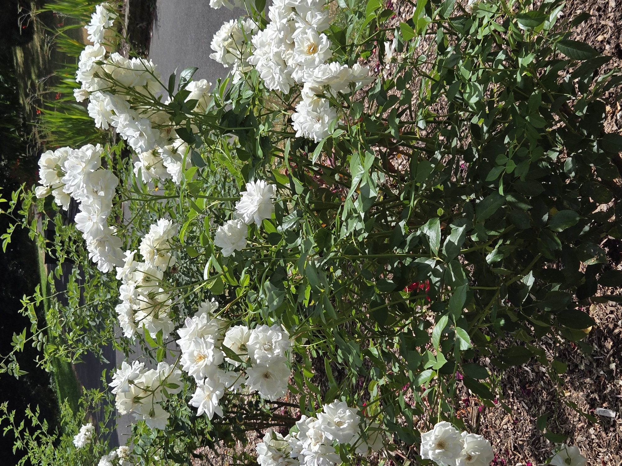 The image shows a dense cluster of white roses in full bloom, growing in a garden setting. The roses are multi-petaled and appear to be a variety of the floribunda or polyantha type, characterized by their clusters of flowers. The foliage is a deep green, providing a lush backdrop to the white blooms. The ground is covered in mulch, with some fallen rose petals scattered around. In the background, a paved pathway is visible, suggesting a park or garden path. Beyond the path, there are tall, green reeds and a hint of water, possibly a pond or stream, indicative of a natural or landscaped water feature. The overall lighting suggests a sunny day, casting shadows and highlighting the texture of the petals and leaves. The scene conveys a sense of natural beauty and tranquility within an urban park or garden environment. There are no people or animals visible in the image. Without further information or landmarks, pinpointing a specific location within the city of London is not possible from the visual data alone.