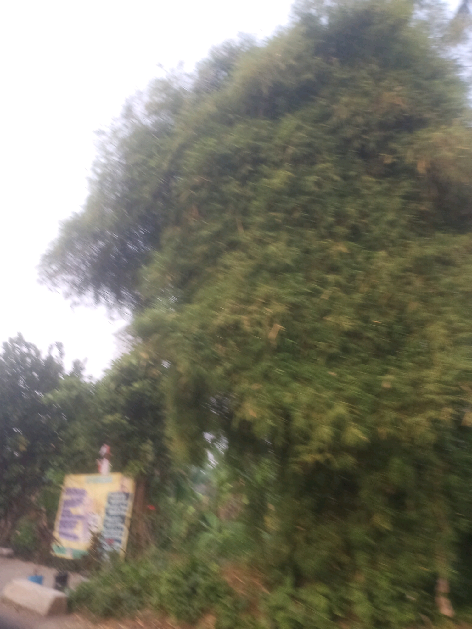A motion-blurred image depicts a roadside scene in Ciseeng, Indonesia. A large, dense bamboo tree dominates the right side of the frame. To the left, a yellow sign with purple text is partially visible, positioned amongst greenery. The sign appears to be leaning slightly. In the foreground, a concrete structure runs along the bottom left edge of the image. The sky is overcast and bright. The overall impression is that the image was taken from a moving vehicle.