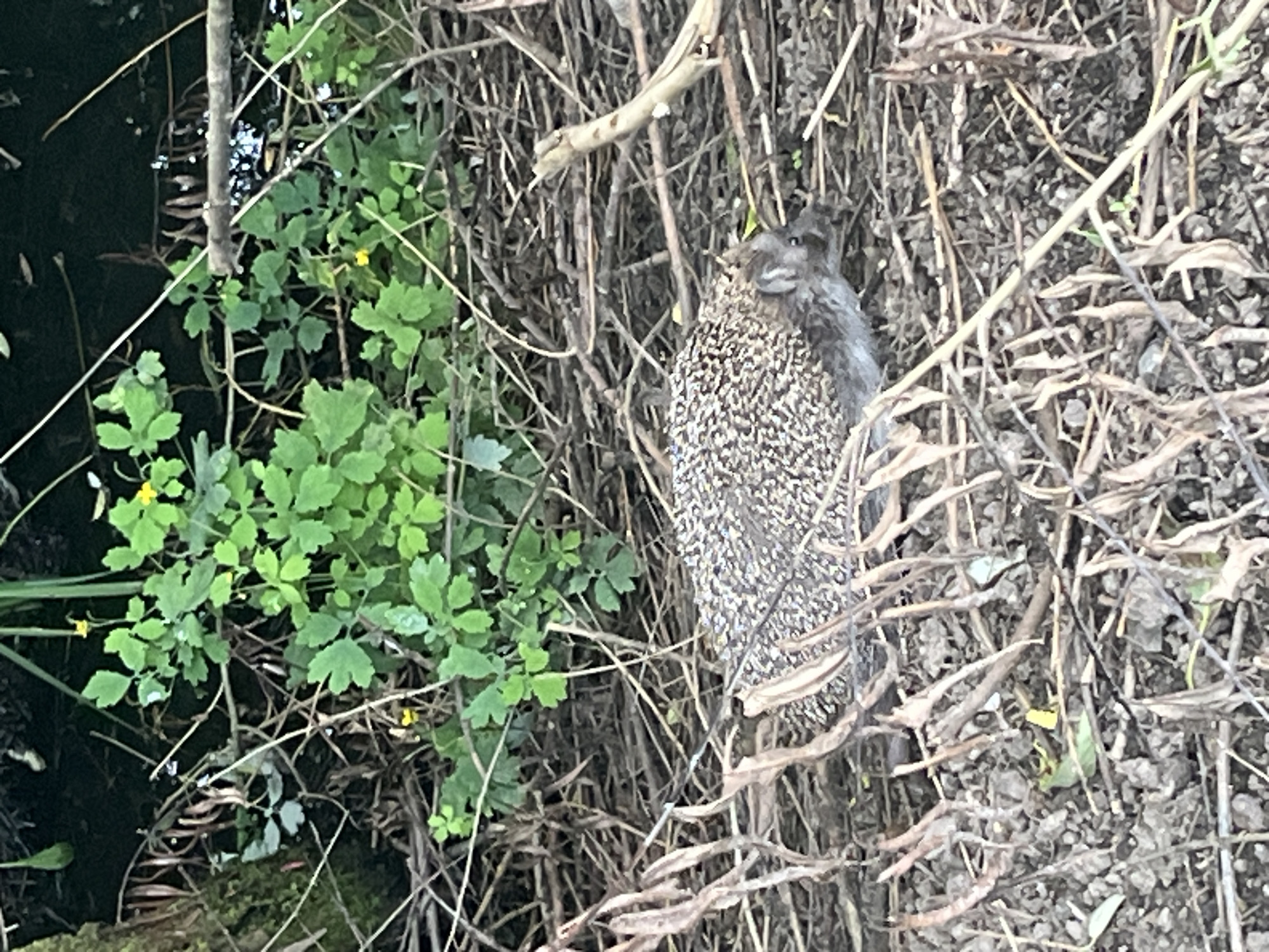 An adult hedgehog is visible on the ground, partially obscured by twigs and dried leaves. The hedgehog is facing to the right, with its body angled towards the viewer. Its spines are visible and appear to be raised. In the background, there is lush green vegetation with small yellow flowers. The ground is covered in dirt, small stones, and a thick layer of twigs and leaves, suggesting a natural or overgrown environment. The overall scene depicts wildlife in a natural habitat, possibly in a park or garden setting. The location is specified as Vladimirovka, Russia.