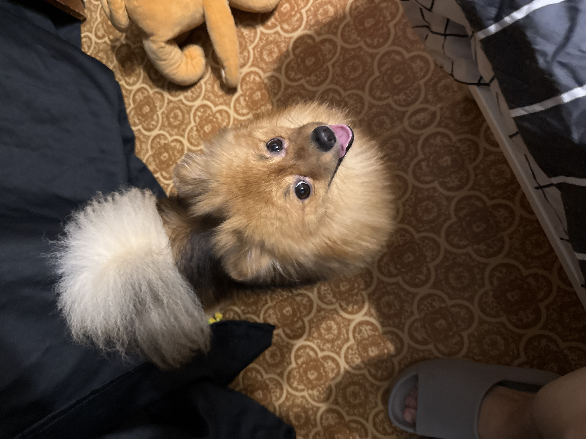A Pomeranian dog with golden-brown fur and a fluffy white tail looks up at the camera. The dog is on a patterned floor, possibly in a bedroom, with a black cloth and a stuffed animal visible in the background. A person's foot wearing a grey slide is in the lower left corner. The scene appears to be indoors, with no specific indication of its location in Khimki, Russia.