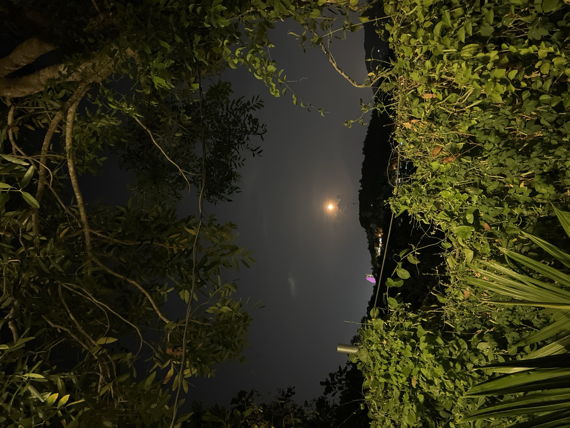 The image depicts a nighttime view of the sky framed by trees and foliage, potentially taken in Bac Nha Trang Ward, Vietnam. The sky is dark with a bright full moon. The foreground is filled with lush green vegetation, including trees, bushes, and palm leaves, creating a natural frame around the scene. A faint pinkish-purple light source is visible in the middle right of the image, situated in a cluster of buildings, likely streetlights or decorative illumination. A utility pole extends up from the bottom right into the sky. Overall, the image captures a tranquil night scene with a strong focus on the interplay between nature and artificial light.