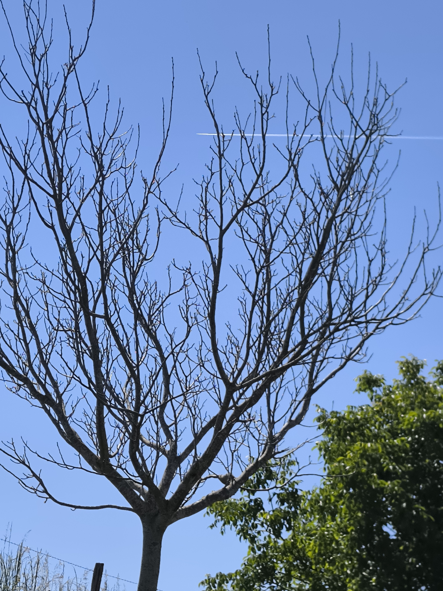 The image depicts a tree with bare branches against a clear blue sky. A contrail is visible in the upper right portion of the frame. In the lower right corner, a tree with green leaves is partially visible. Fencing can be seen in the lower left corner. The image was taken in Chaponnay, France.