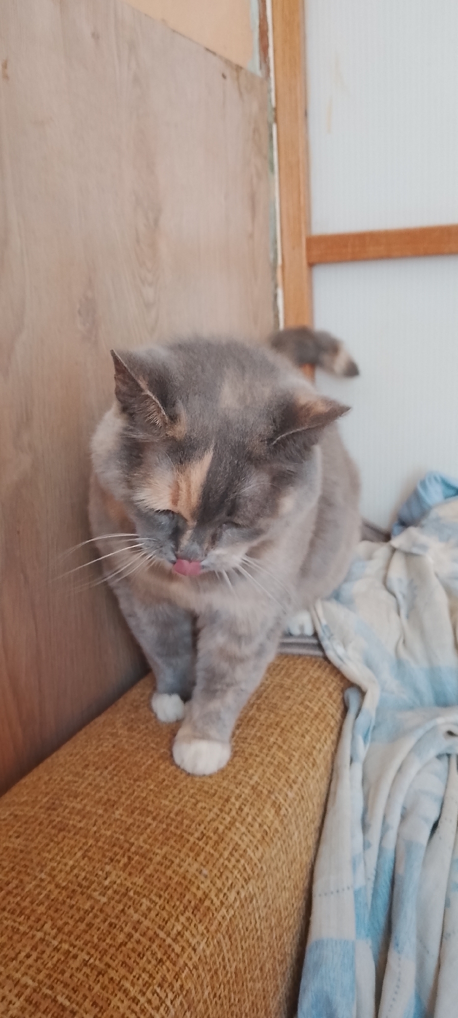 A dilute tortoiseshell cat with white paws is grooming itself on a couch with a brown, textured fabric. The cat's tongue is sticking out. The couch is placed against a wall with a light brown wood paneling on the left and a white wall with vertical wooden beams on the right. A blue and white patterned blanket is draped over the right side of the couch. There is no discernible information about the location being in Belgorod, Russia.