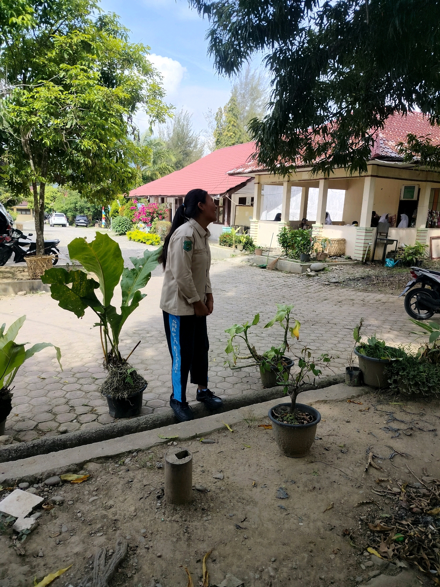 A side-view, medium shot captures a person with dark hair pulled into a ponytail standing on a cobblestone-like path in what appears to be an outdoor area of a building. The person is wearing a light-colored collared shirt with an emblem on the left breast and dark pants with a blue stripe down the side, and dark shoes. They are looking up and to their right. In front of the person are two potted plants; the closest plant has large, broad leaves, and the one further away is a smaller, bushier plant. To the right and behind them, a building with a red-tiled roof and a covered porch with pillars is visible. Several other potted plants and some dry leaves are on the ground. In the background, trees, two cars parked on a road, and a motorcycle are present. The sky is partly cloudy. This scene is likely the exterior of a school or administrative building in the city of Purwodadi, Indonesia, given the typical architecture and vegetation.