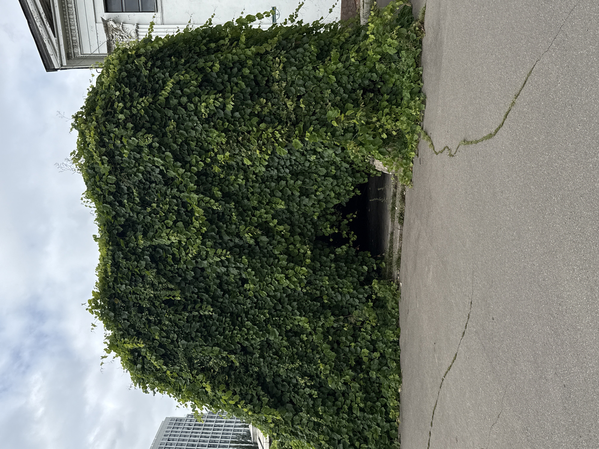 The image depicts a large, amorphous mound of dense green ivy completely covering the facade of a building, creating an arched opening that serves as an entrance. The ivy is lush and thick, with individual heart-shaped leaves clearly visible. The opening reveals a dark, cavernous interior. To the left of the ivy-covered structure, a modern, multi-story building with a glass facade can be seen in the background, indicating an urban setting. To the right, the corner of a white, classical-style building with ornate architectural details and a dark window is partially visible. The foreground consists of a cracked asphalt surface, with thin cracks and some vegetation growing within them, suggesting wear and tear. The sky above is overcast with a muted, cloudy texture. The scene appears to be a street or courtyard in a city. The context provided indicates this is Moscow, Russia.