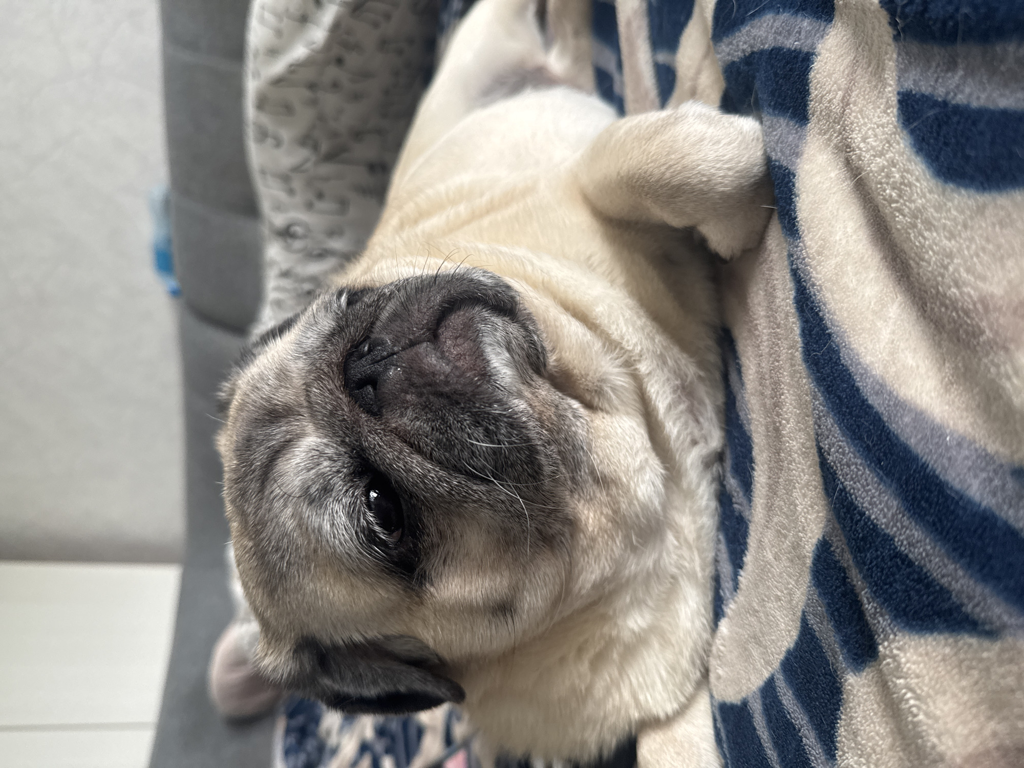 A pug lies on a patterned blanket with blue and white stripes. The pug is light brown with black markings around its eyes and snout. Its eyes are dark and looking towards the left of the frame. The background shows a blurry couch and wall. The location is the city of Bishkek, Kyrgyzstan.