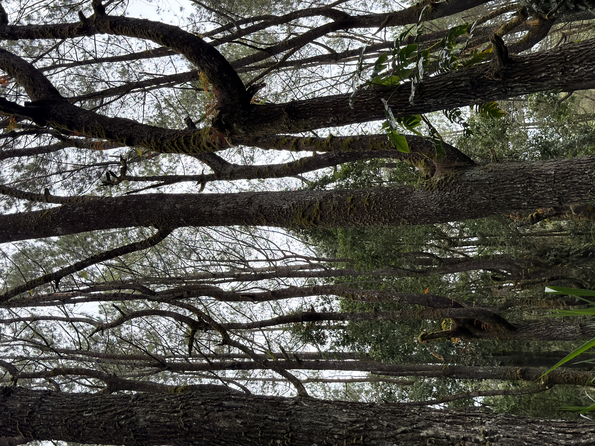 This is a medium shot, low-angle photograph taken in the Kintamani region of Indonesia, a mountainous area known for its pine forests. The image features a dense forest composed of numerous tall pine trees with rough, textured bark, many of which are covered in moss. The canopy of pine needles creates a somewhat obscured view of the overcast sky. In the foreground, to the left, a large, thick tree trunk dominates the frame, its bark deeply furrowed and green with moss. To the right and slightly behind, another large tree trunk is visible, with several gnarled branches extending upwards and outwards. These branches are also moss-covered, with some displaying lighter green foliage, possibly ferns or other epiphytes. In the mid-ground and background, a multitude of thinner pine trees stand closely together, their slender trunks and branches creating a layered, slightly hazy effect due to the distance and atmospheric conditions. Some sparse, leafy green plants are visible at the very bottom of the frame, adding a touch of life to the forest floor. The lighting is diffused, typical of an overcast day, casting soft shadows and reducing harsh contrasts, which contributes to the overall serene and slightly somber mood of the forest. There are no people or animals visible in the frame.