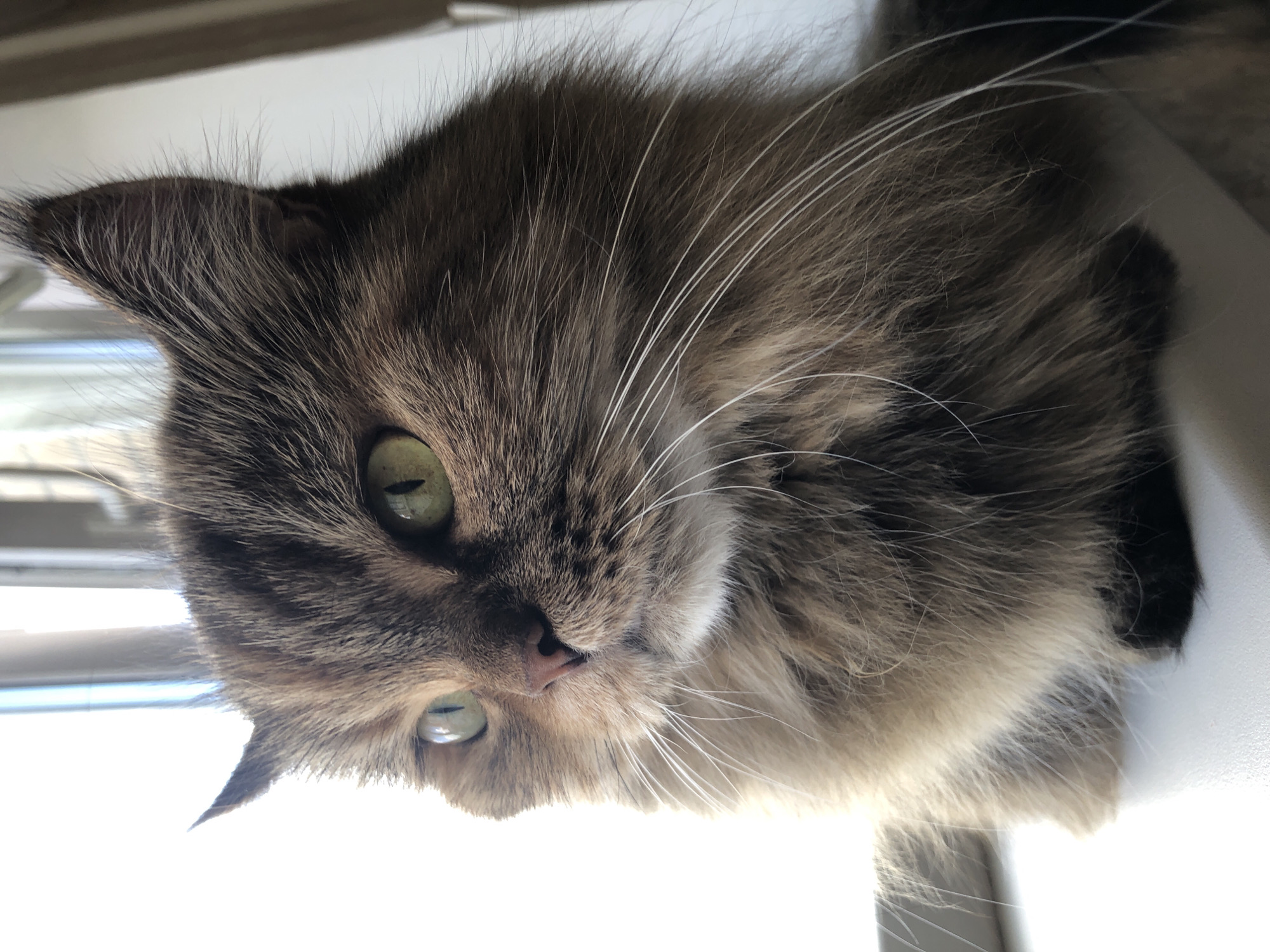 A medium shot captures a fluffy, brown cat with green eyes sitting on a white surface, possibly a windowsill, in front of a window with vertical blinds. The cat is facing left, its head tilted slightly as if observing something outside. The light from the window creates a bright, blown-out background, with the cat's fur appearing golden-brown and highlighted. Its whiskers are long and white, fanning out from its muzzle. The cat has a pink nose and appears to be a domestic short-haired breed with long, layered fur. The environment suggests an indoor setting near a window.